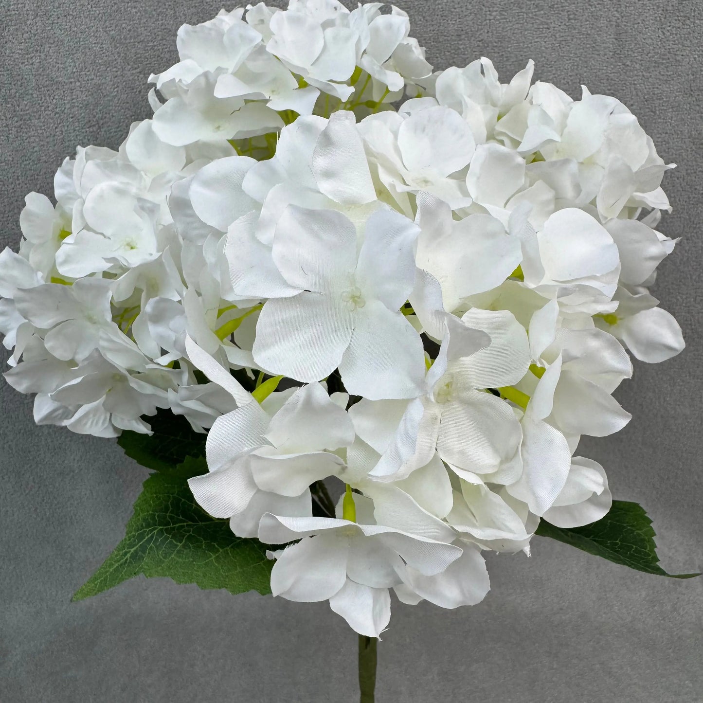 White Silk Amaranthus Stem RosesHQ.com