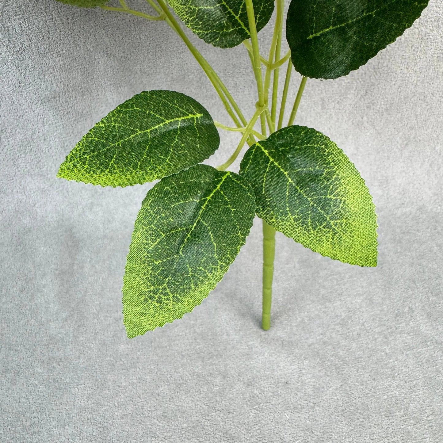 White Silk Star Moon Rose Bush - 7 Heads RosesHQ.com