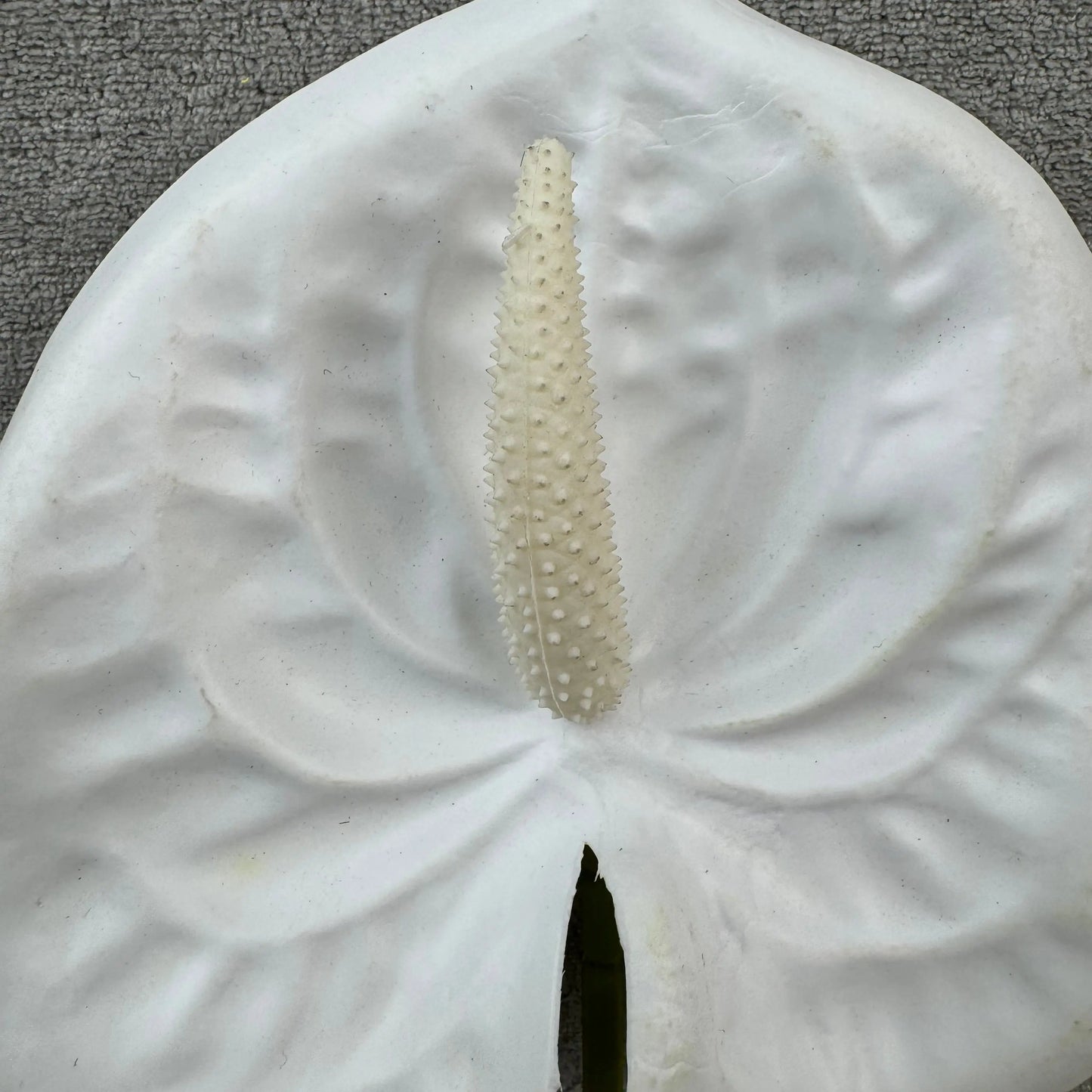 White Real Touch Anthurium Stem RosesHQ.com