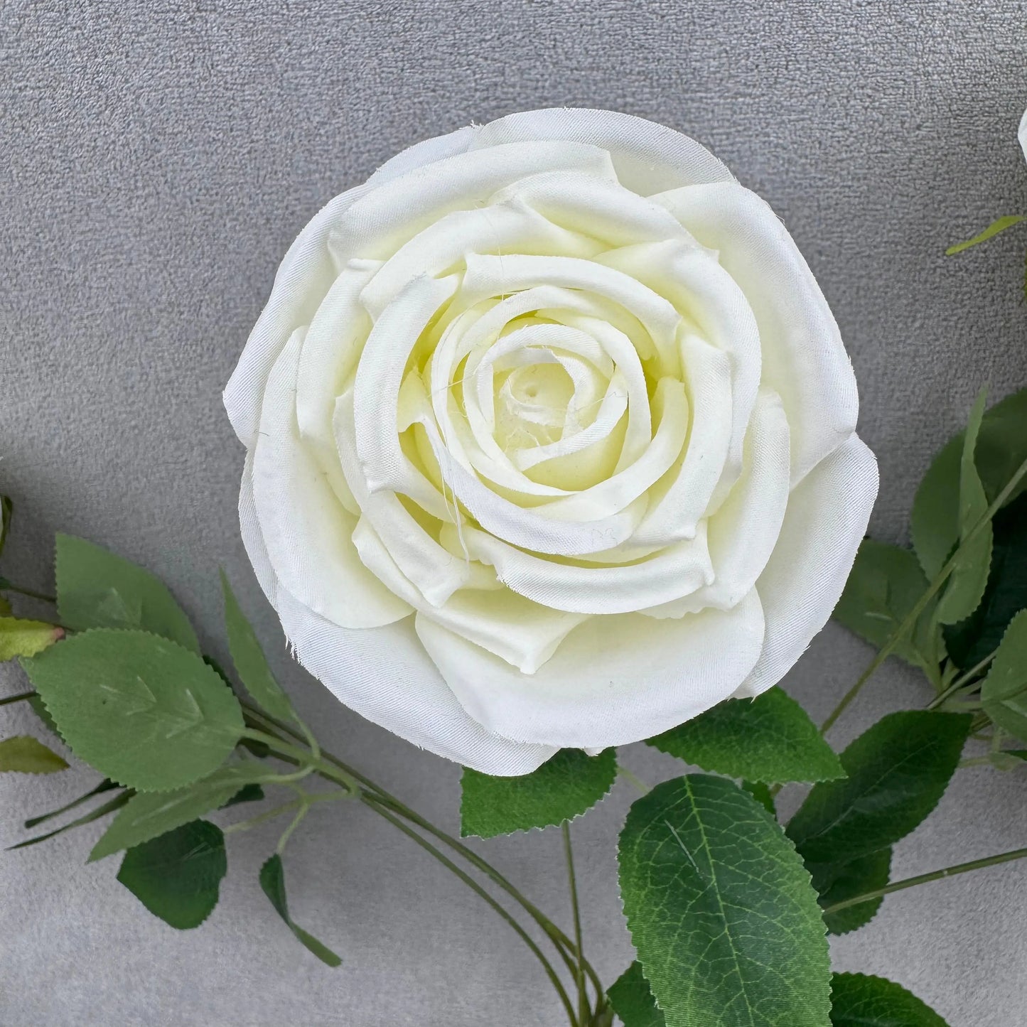 Ivory Silk Dream Empress Rose Bush - 9 Heads RosesHQ.com