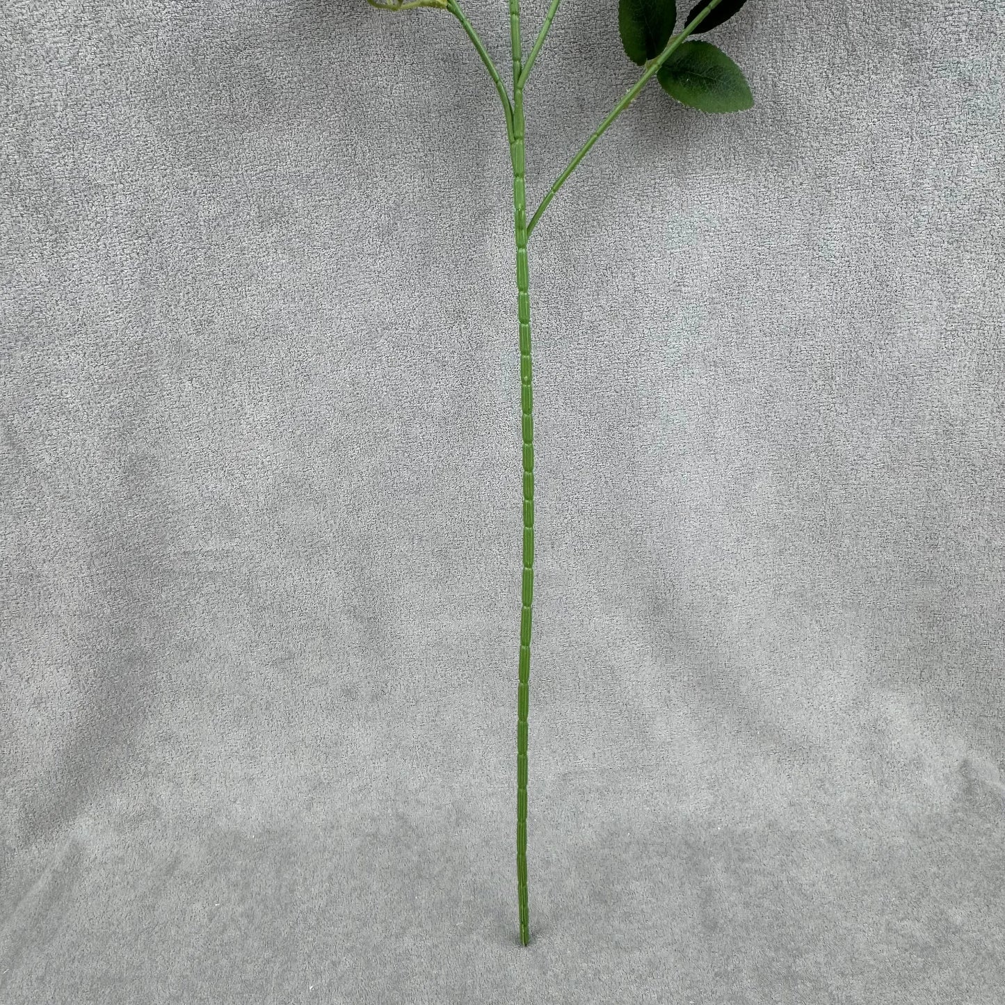 Ivory Silk Empress Rose Bush - 6 Heads RosesHQ.com