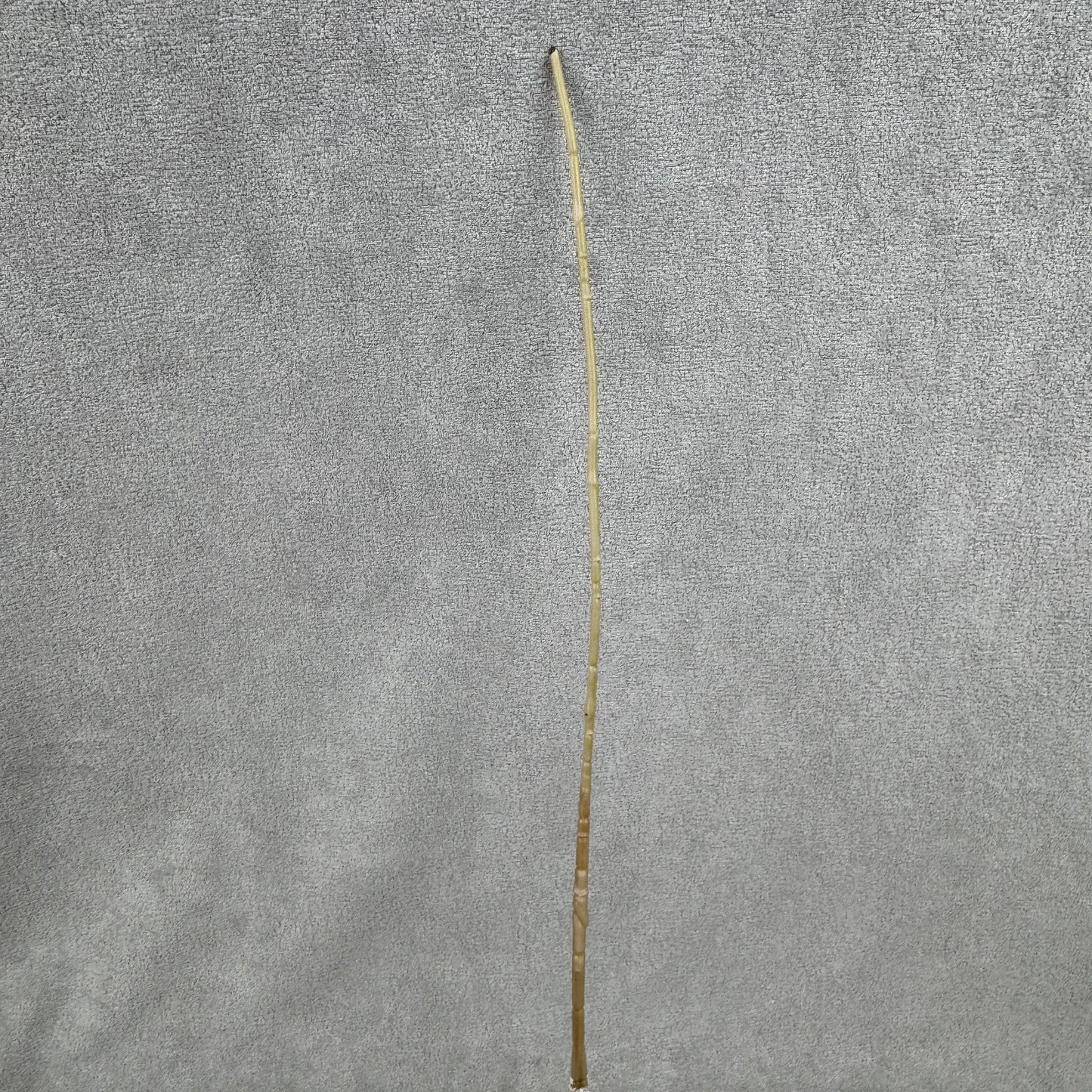 Ivory Silk Amaranthus Stem RosesHQ.com
