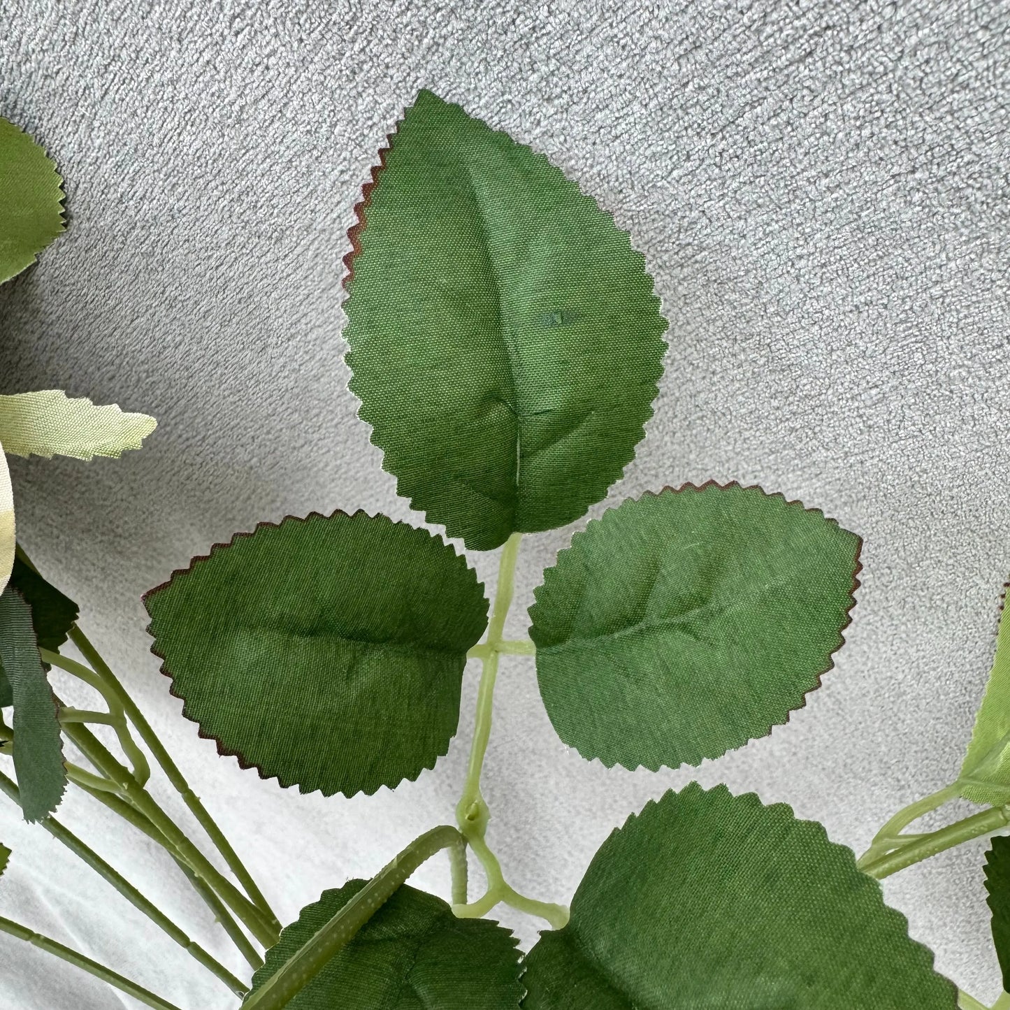 Champagne Silk Holland Rose Bush - 9 Heads RosesHQ.com