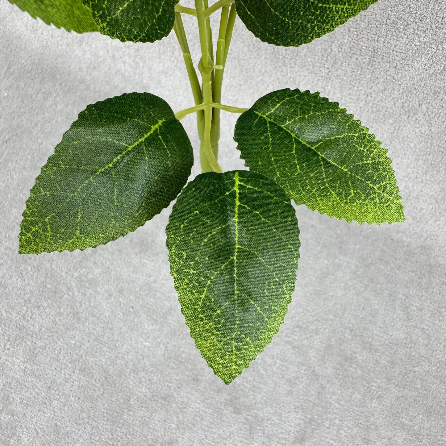 Champagne Silk Star Moon Rose Bush - 7 Heads RosesHQ.com
