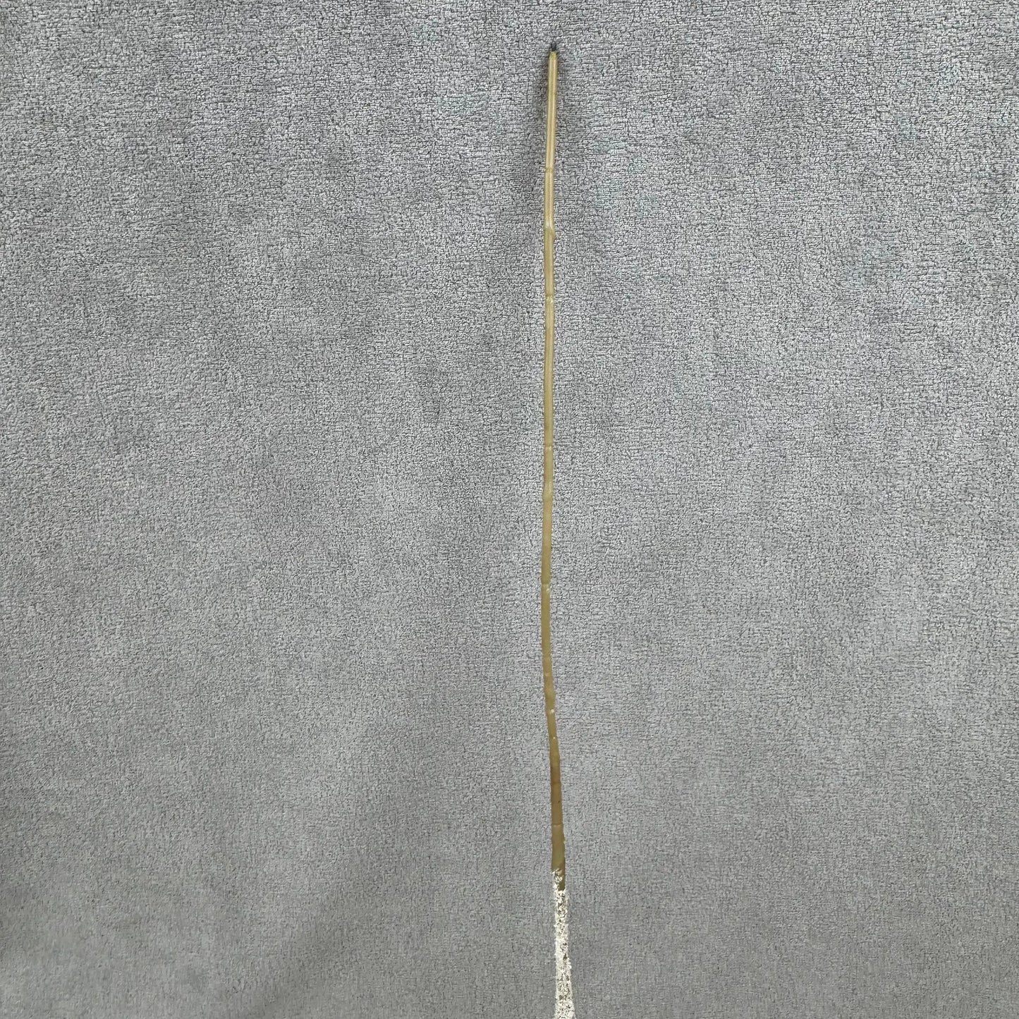 Champagne Silk Amaranthus Stem RosesHQ.com