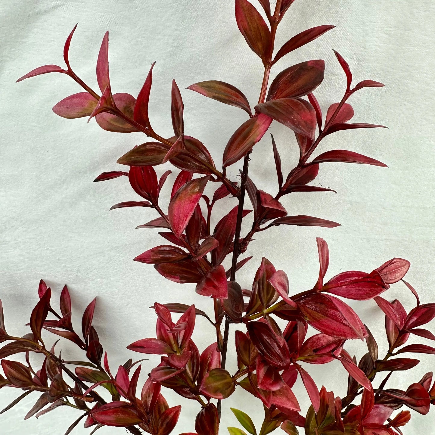 Red Sydney Vanilla Leaf Branch RosesHQ.com