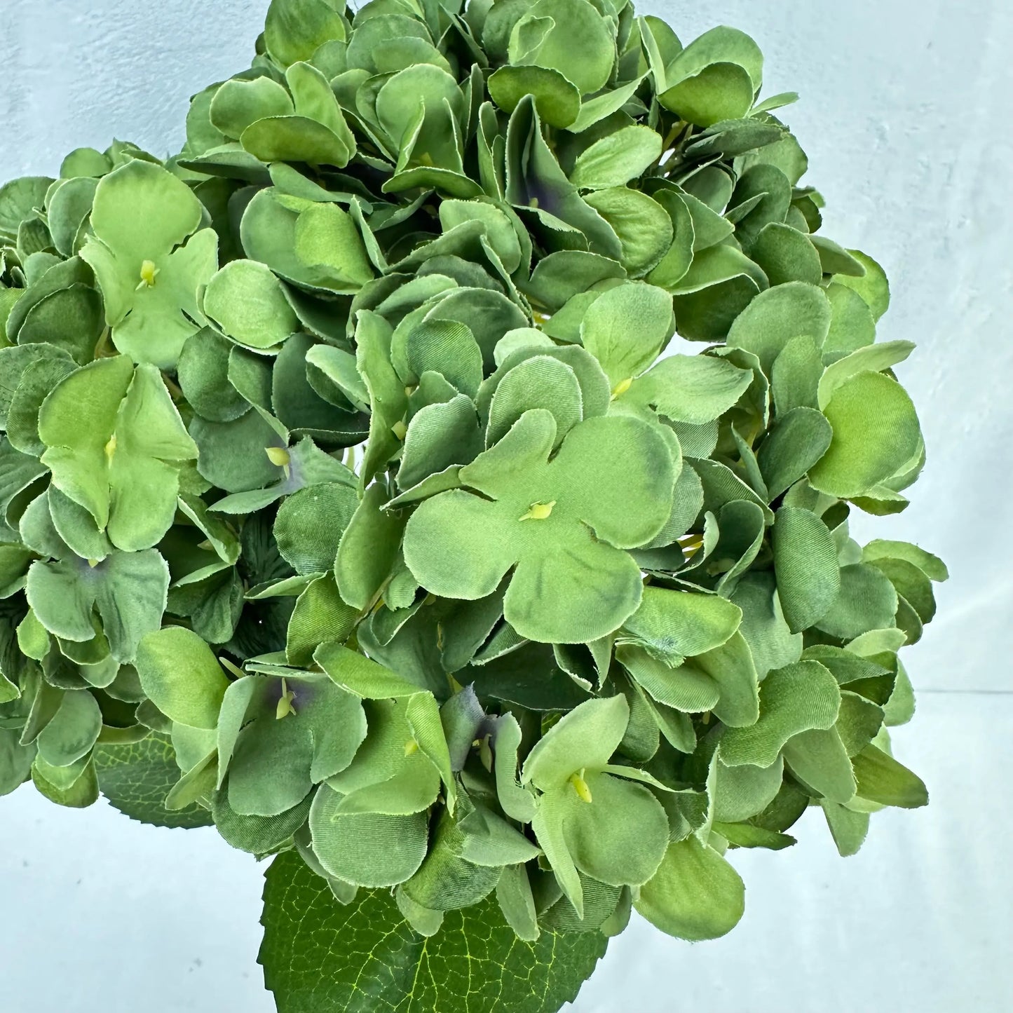 Green Silk French Hydrangea Bush - 5 Heads RosesHQ.com