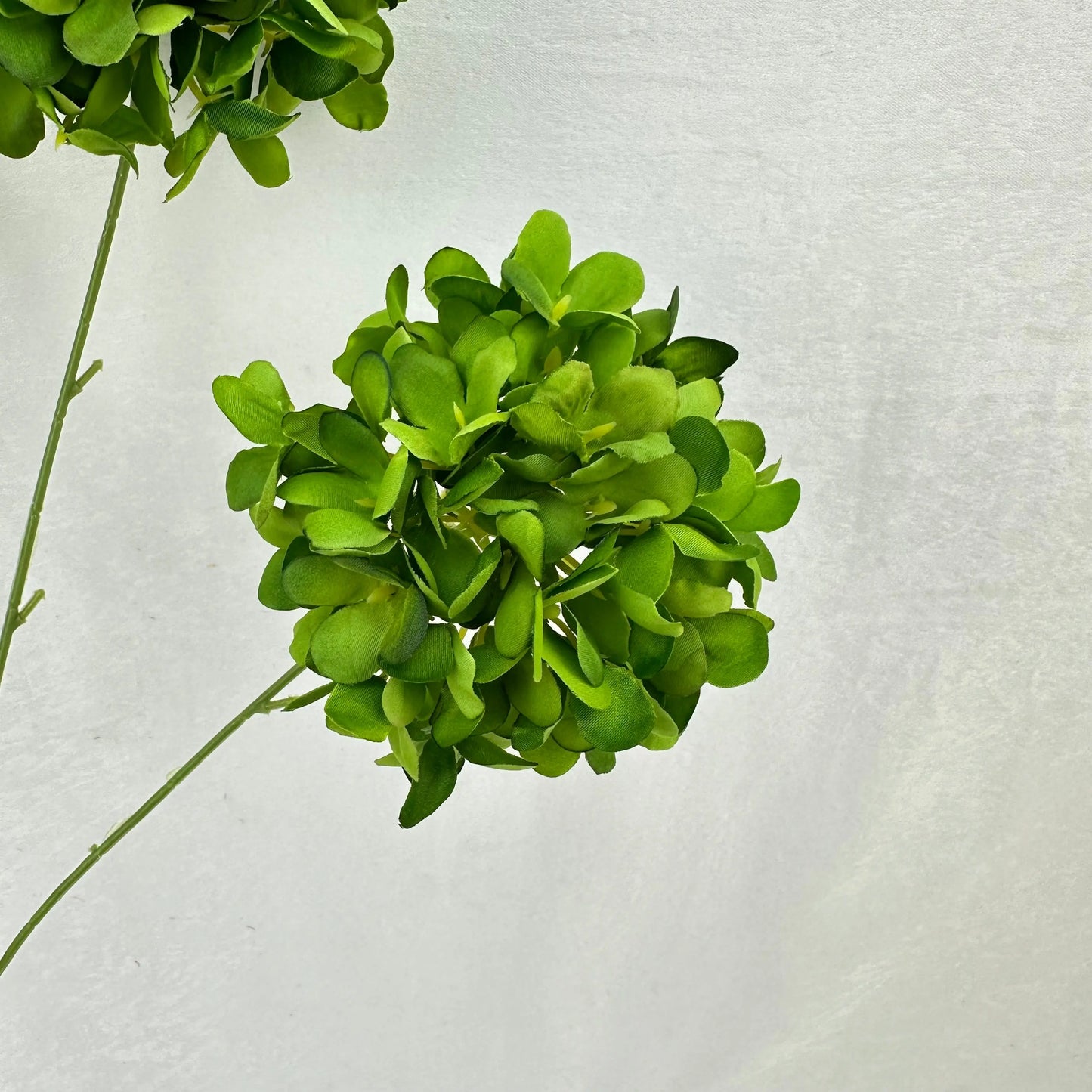 Green Silk Candy Hydrangea Bush - 5 Heads RosesHQ.com