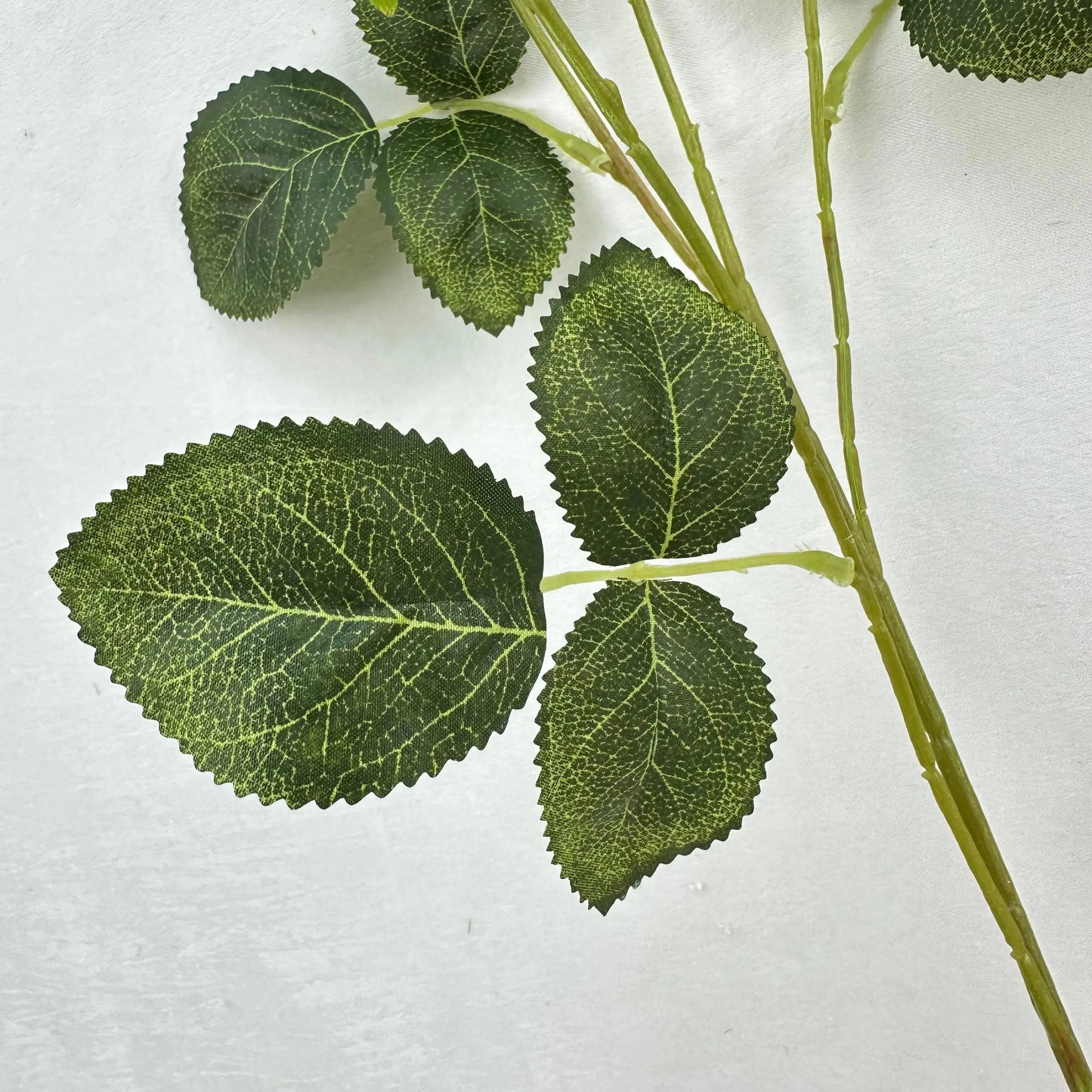 Green Silk Empress Rose Bush - 8 Heads RosesHQ.com