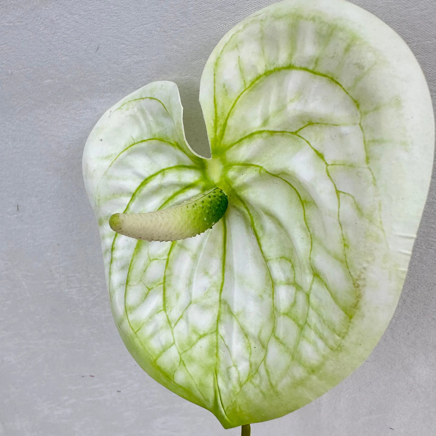 White Real Touch Anthurium Stem RosesHQ.com