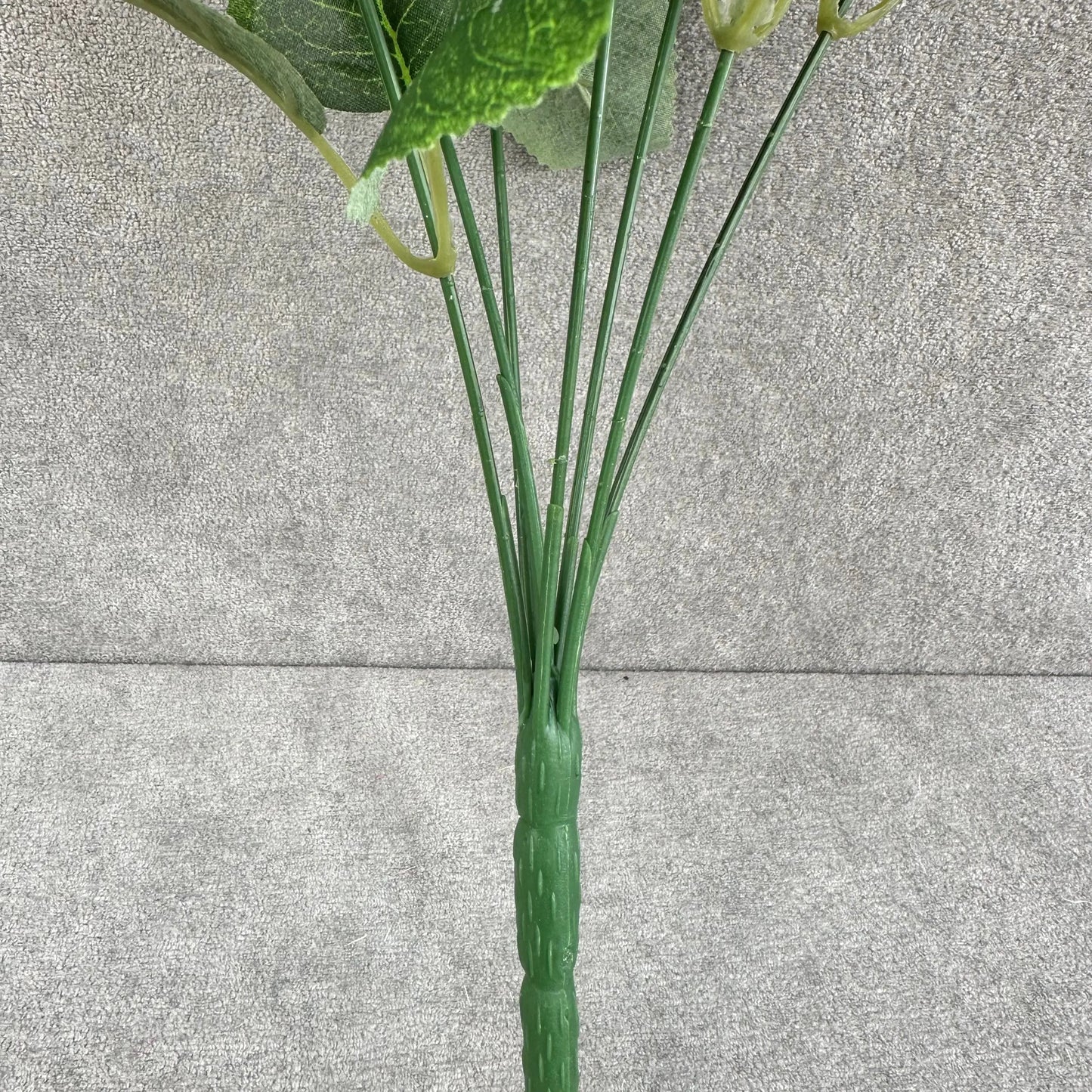 Green Silk Austin Rose Bush - 7 Heads RosesHQ.com