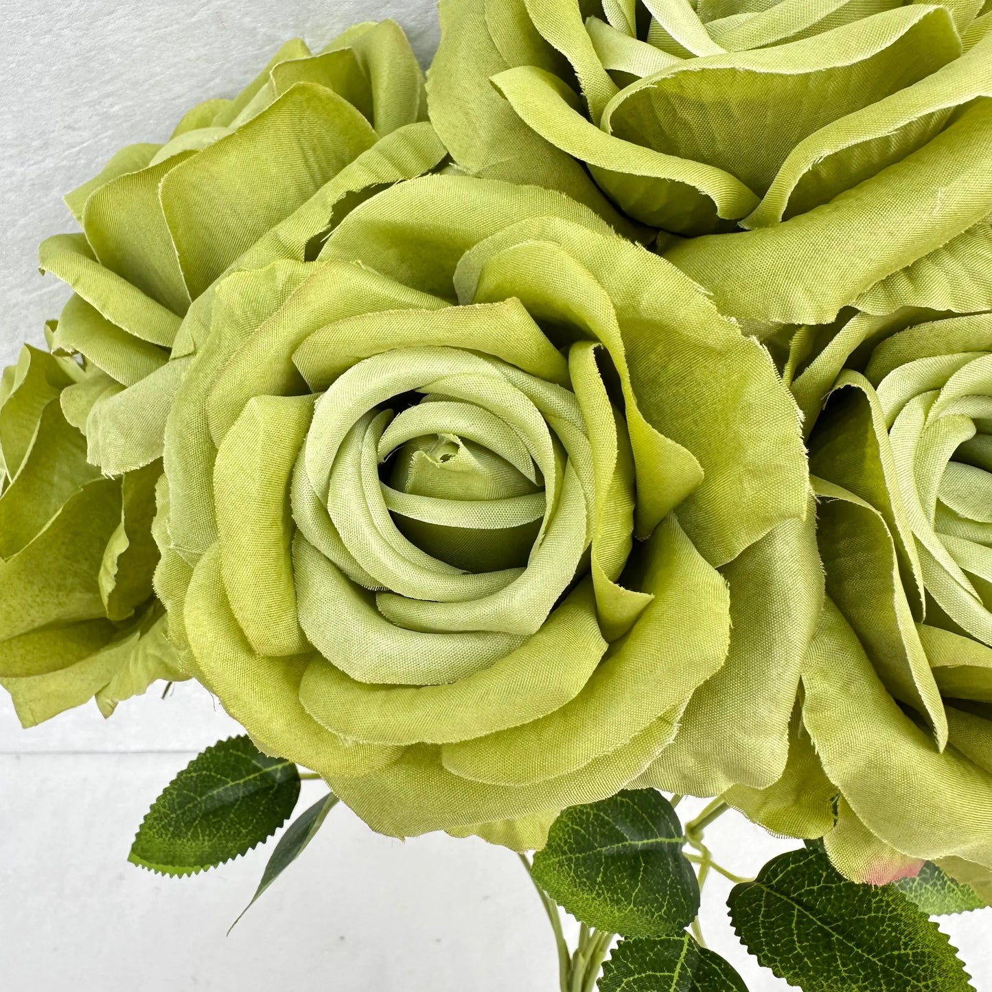 Green Silk Star Moon Rose Bush - 7 Heads RosesHQ.com