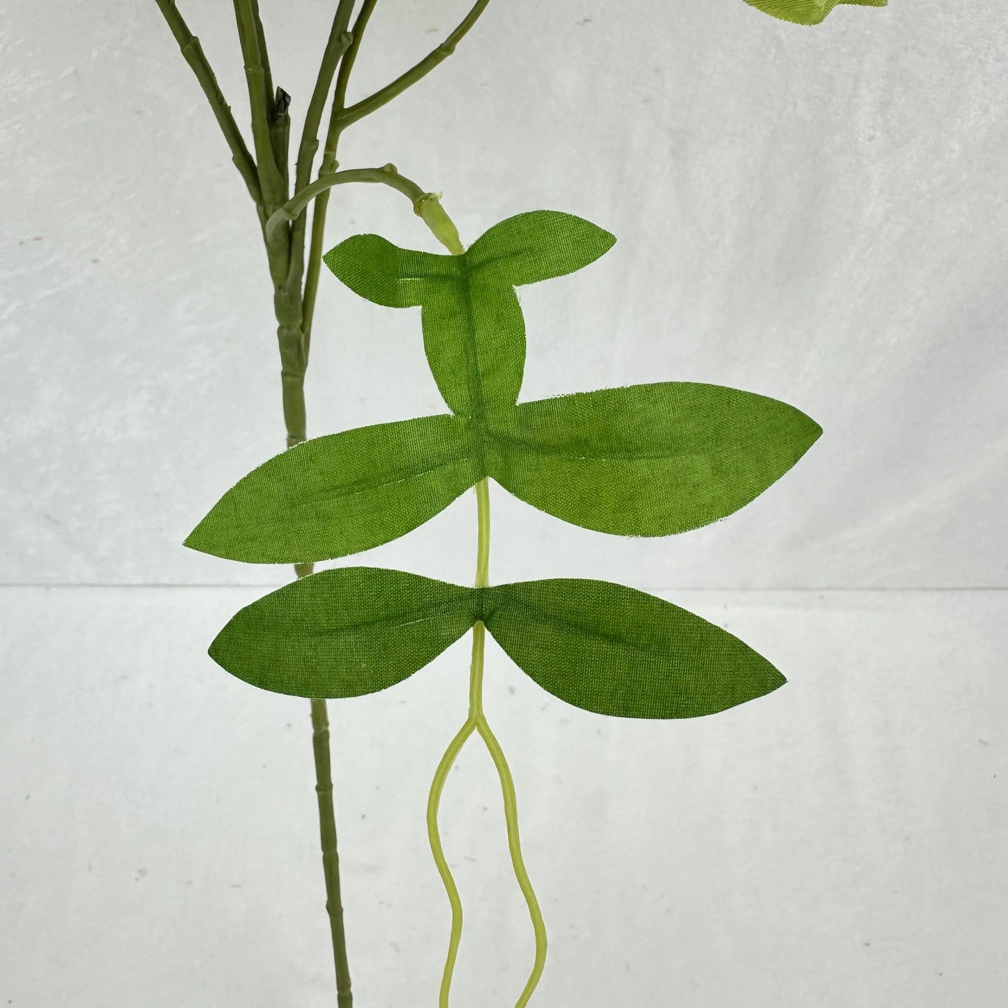 Green Silk Morning Glory Spray RosesHQ.com
