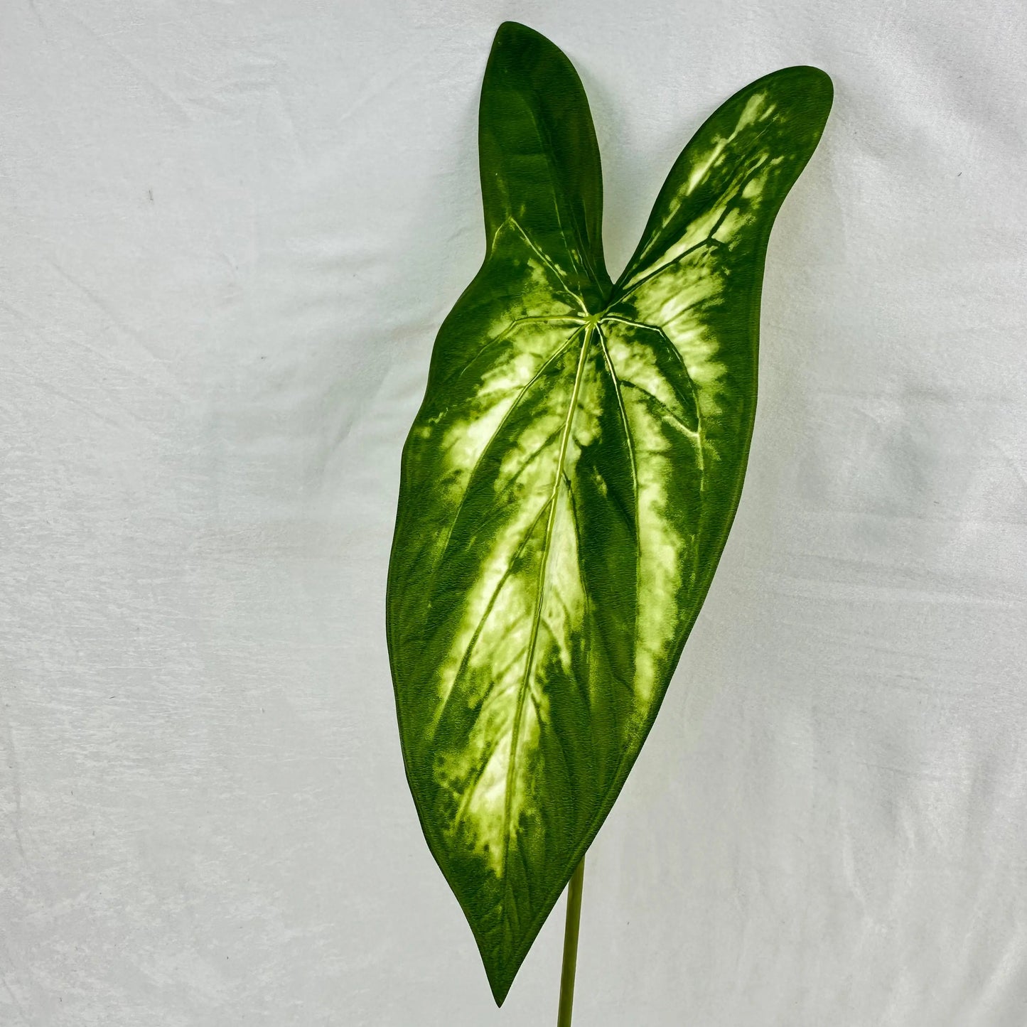 Green Silk Taro Heart Leaf RosesHQ.com