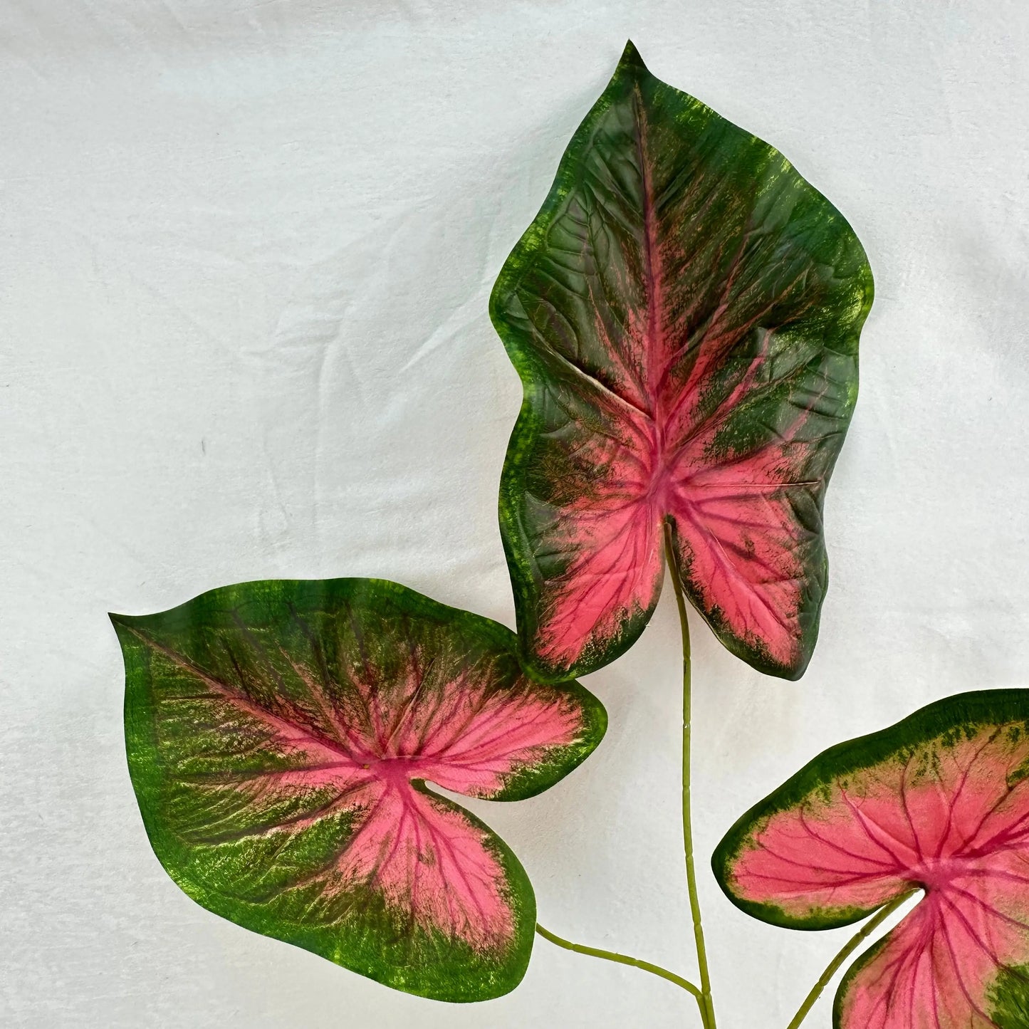 Green Silk Caladium 3 Leafs RosesHQ.com