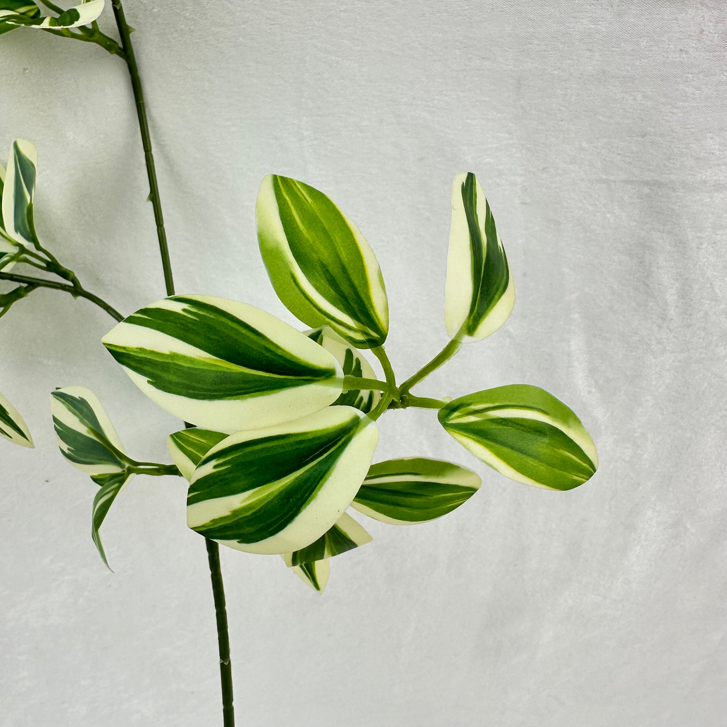 Green Silk Spider Plant 3 Branch