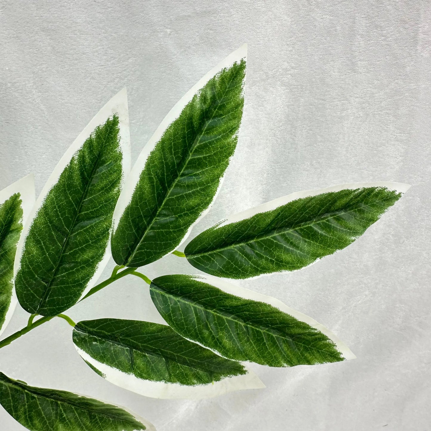 Green Silk Lemon Tree Leaf White Edge 12 Pack RosesHQ.com