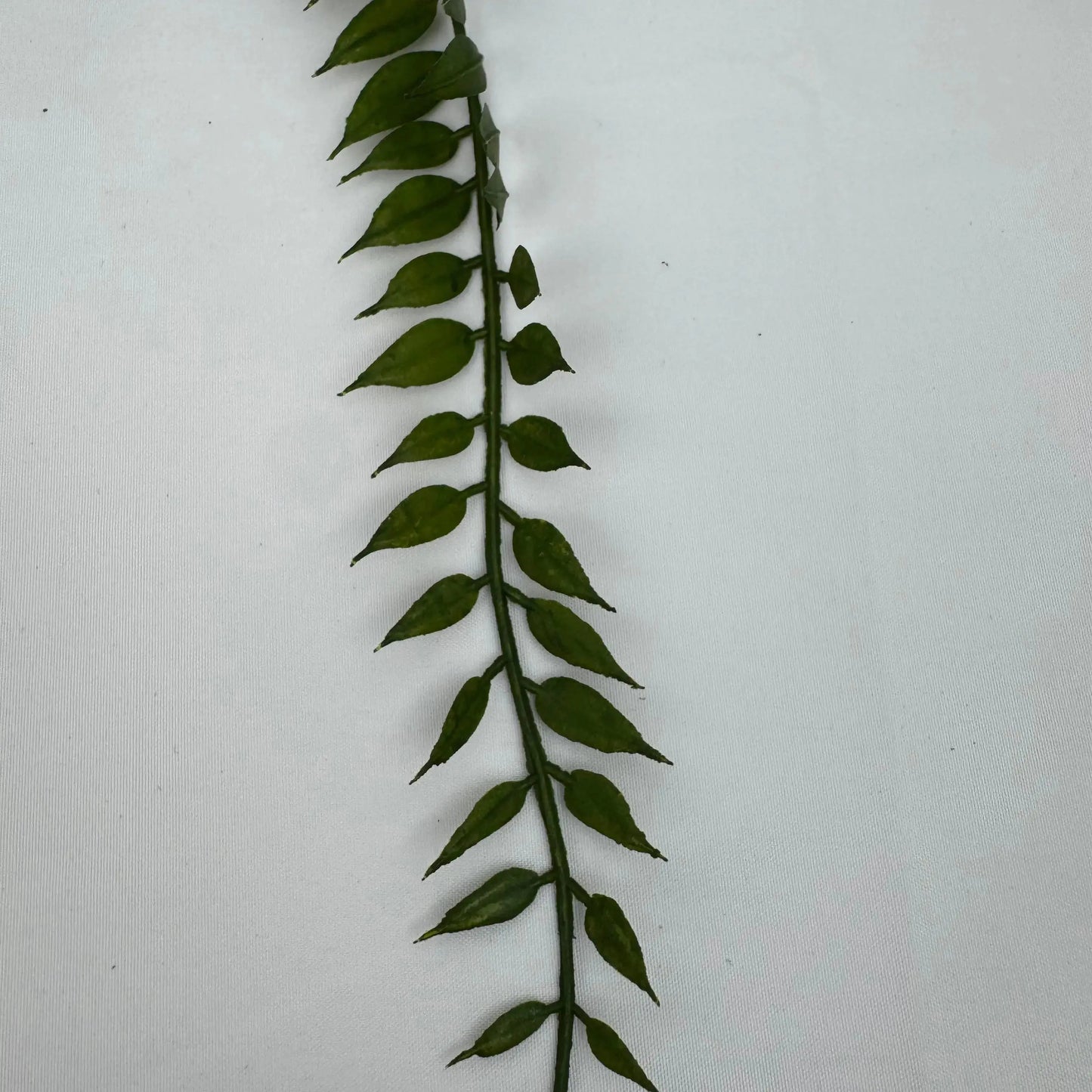 Green Hanging Fern Vine Branch RosesHQ.com