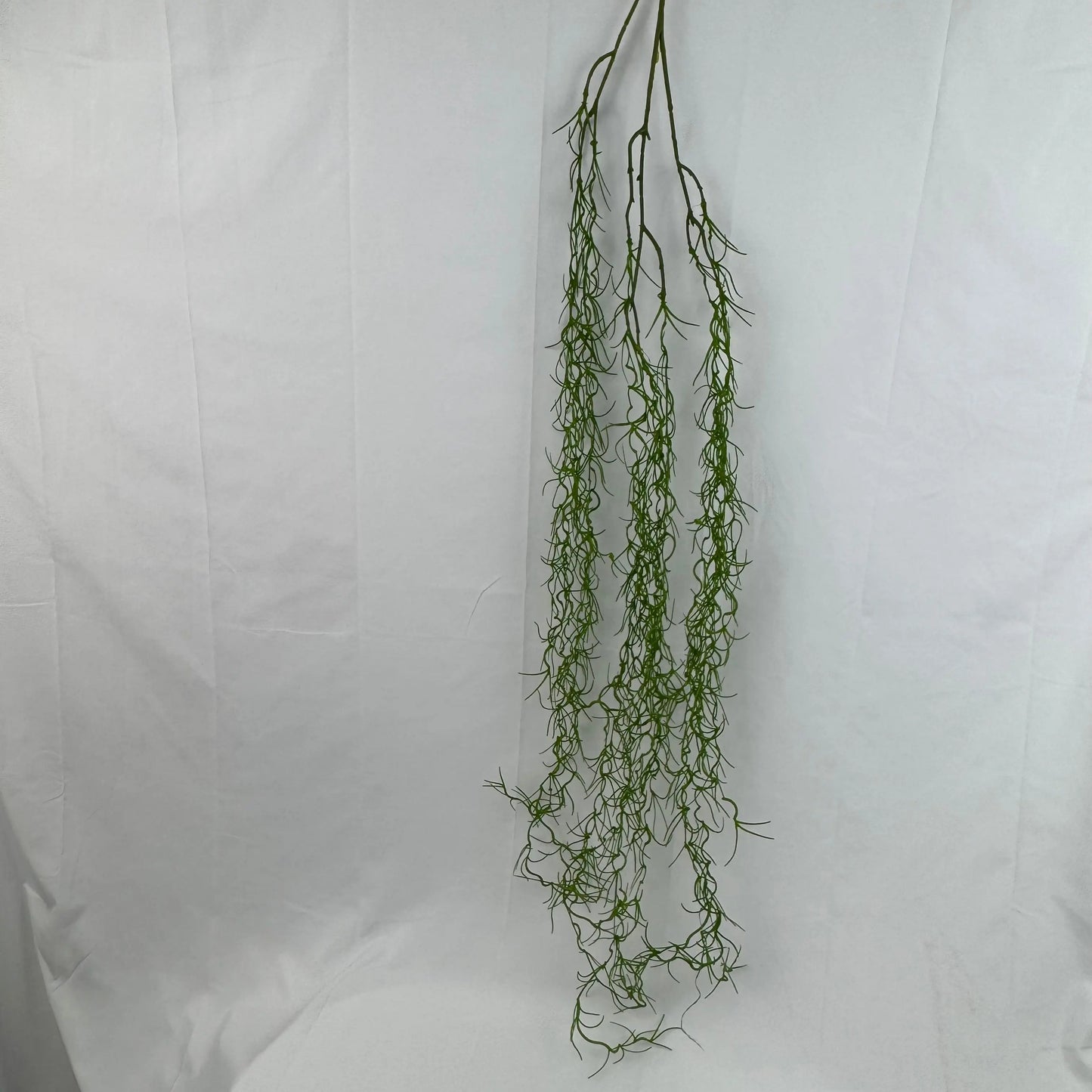 Green Seaweed RosesHQ.com