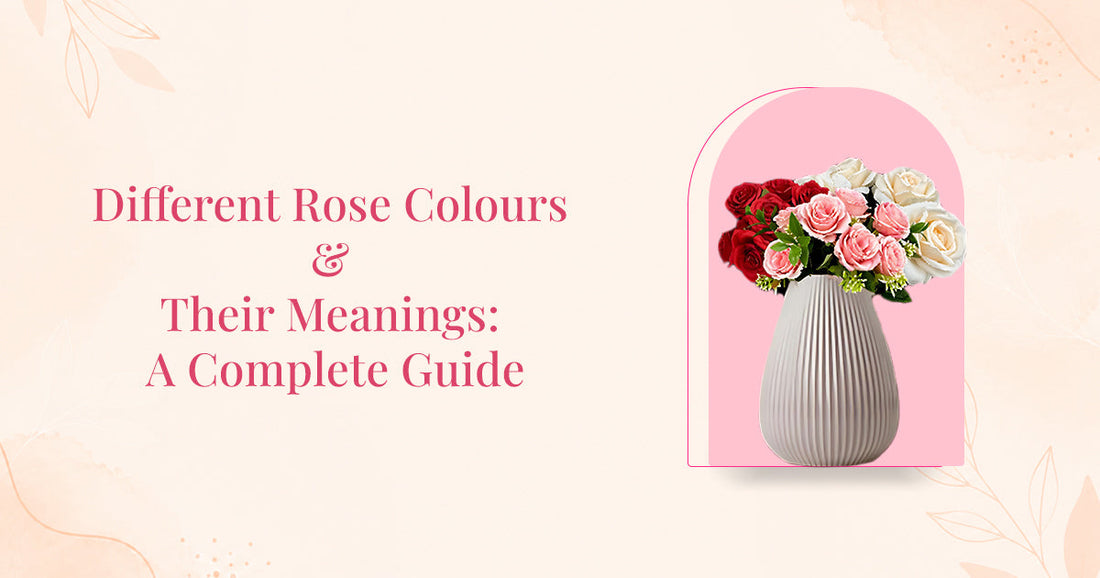 Different Rose Colours and Their Meanings: A Complete Guide