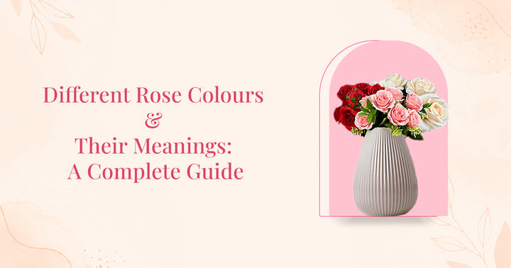 Different Rose Colours and Their Meanings: A Complete Guide