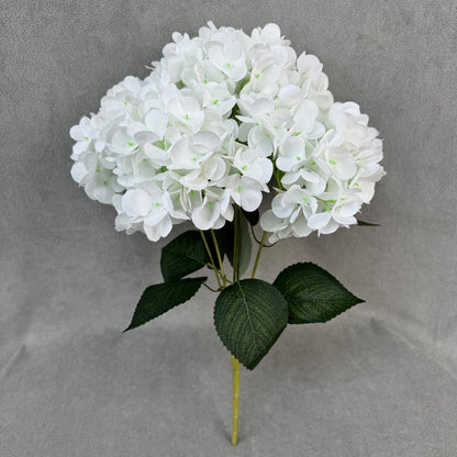 White Silk French Hydrangea Bush - 5 Heads