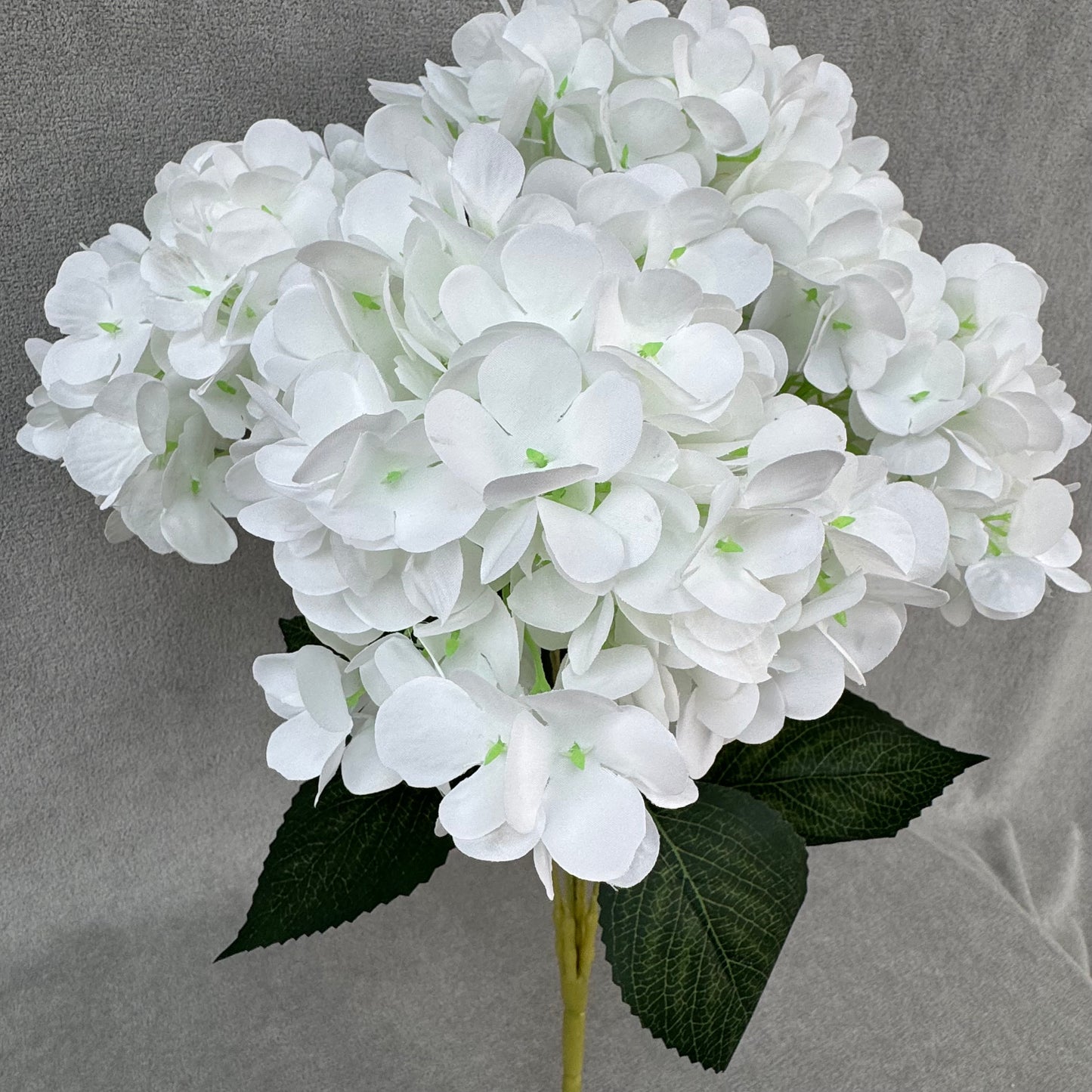 White Silk French Hydrangea Bush - 5 Heads