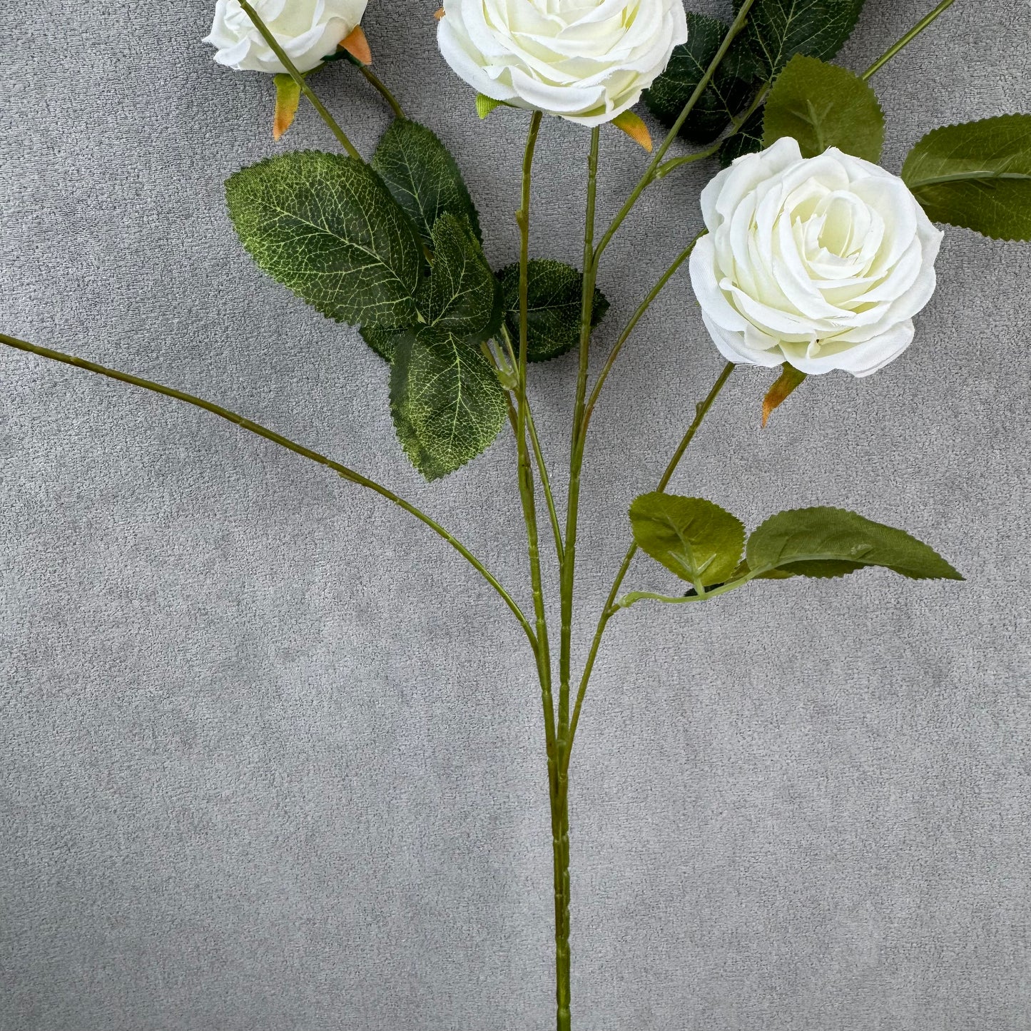 White Silk Empress Rose Bush - 8 Heads