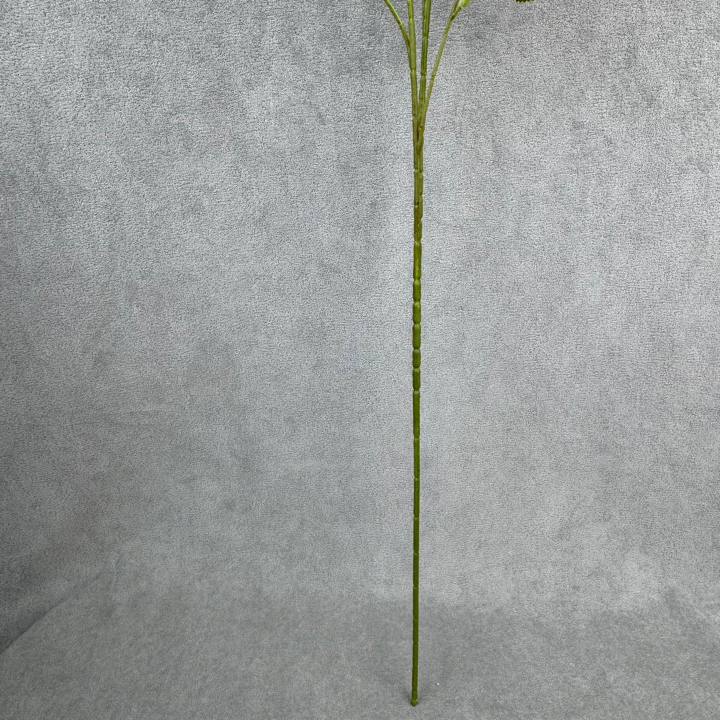White Silk Empress Rose Bush - 8 Heads
