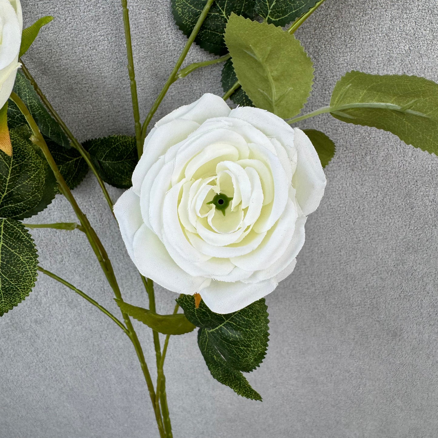 White Silk Empress Rose Bush - 8 Heads