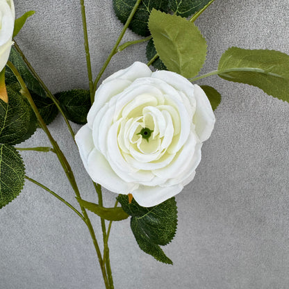 White Silk Empress Rose Bush - 8 Heads