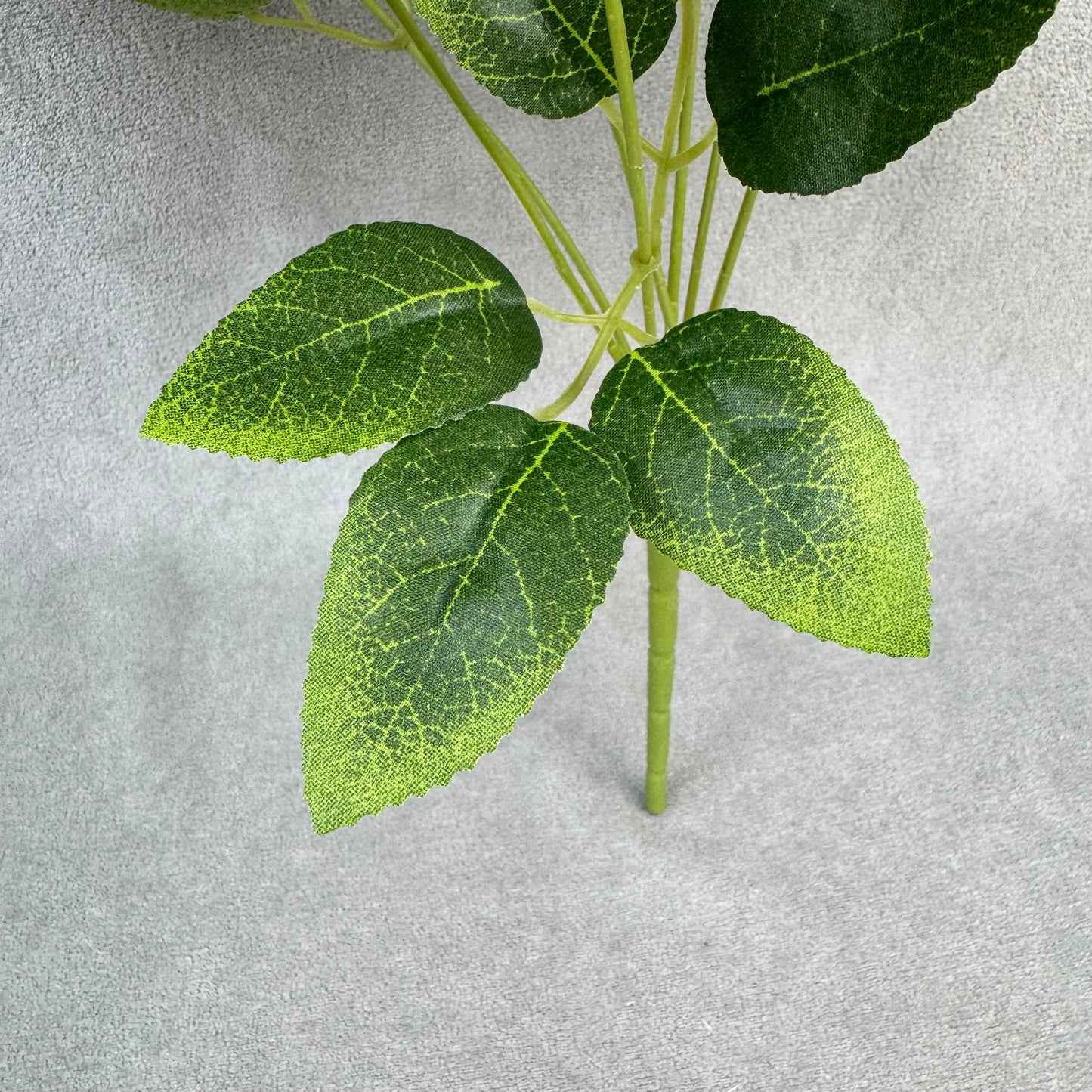 White Silk Star Moon Rose Bush - 7 Heads