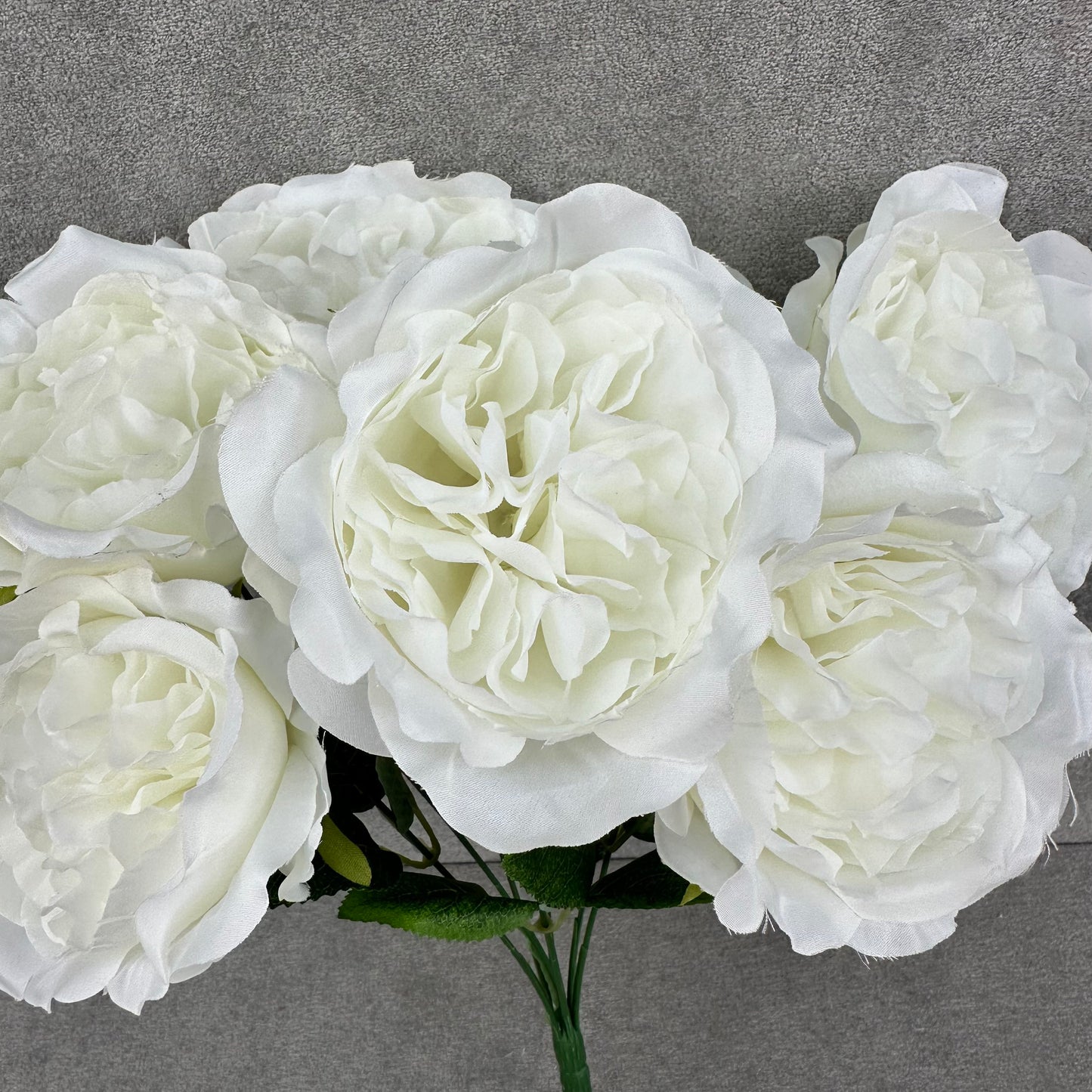 White Silk Austin Rose Bush - 7 Heads
