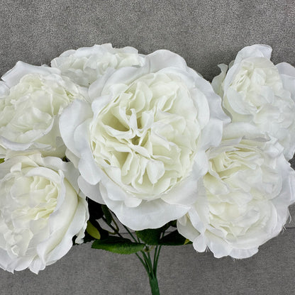 White Silk Austin Rose Bush - 7 Heads
