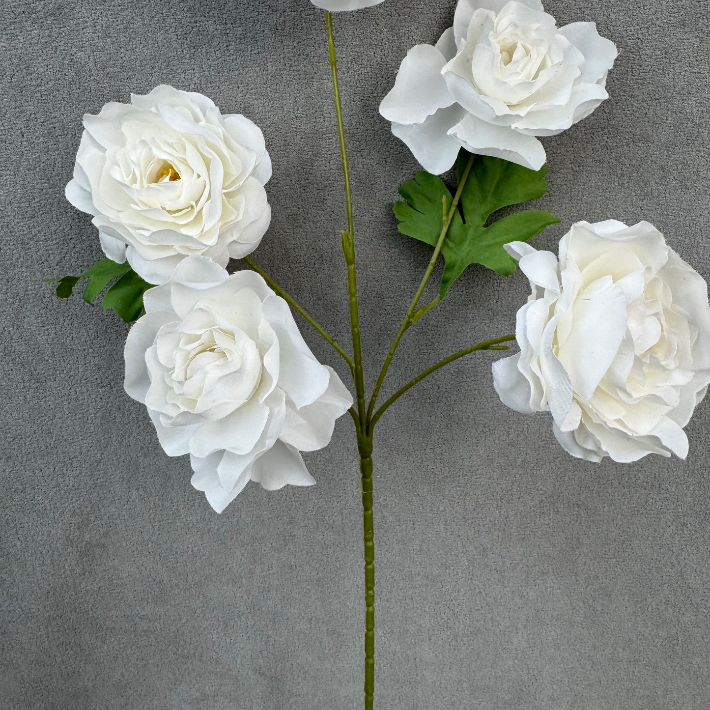 White Silk Princess Peony Bush - 5 Heads