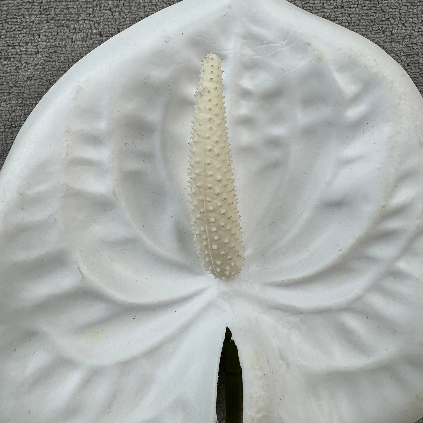 White Real Touch Anthurium Stem