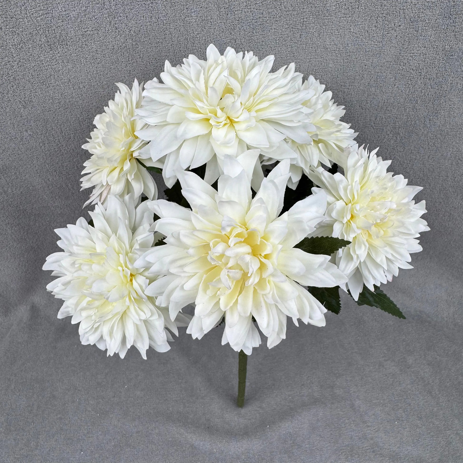 Ivory Silk Dahlia Bush - 7 Heads RosesHQ.com