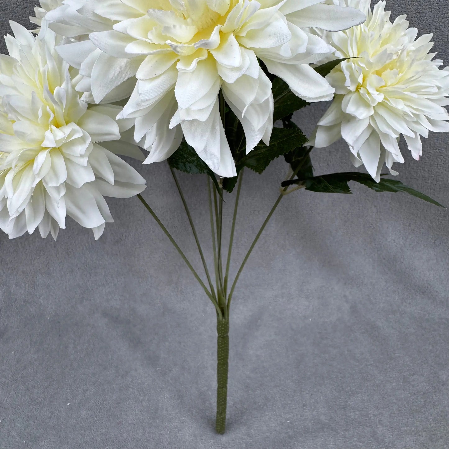 Ivory Silk Dahlia Bush - 7 Heads RosesHQ.com