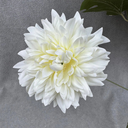Ivory Silk Dahlia Bush - 7 Heads RosesHQ.com