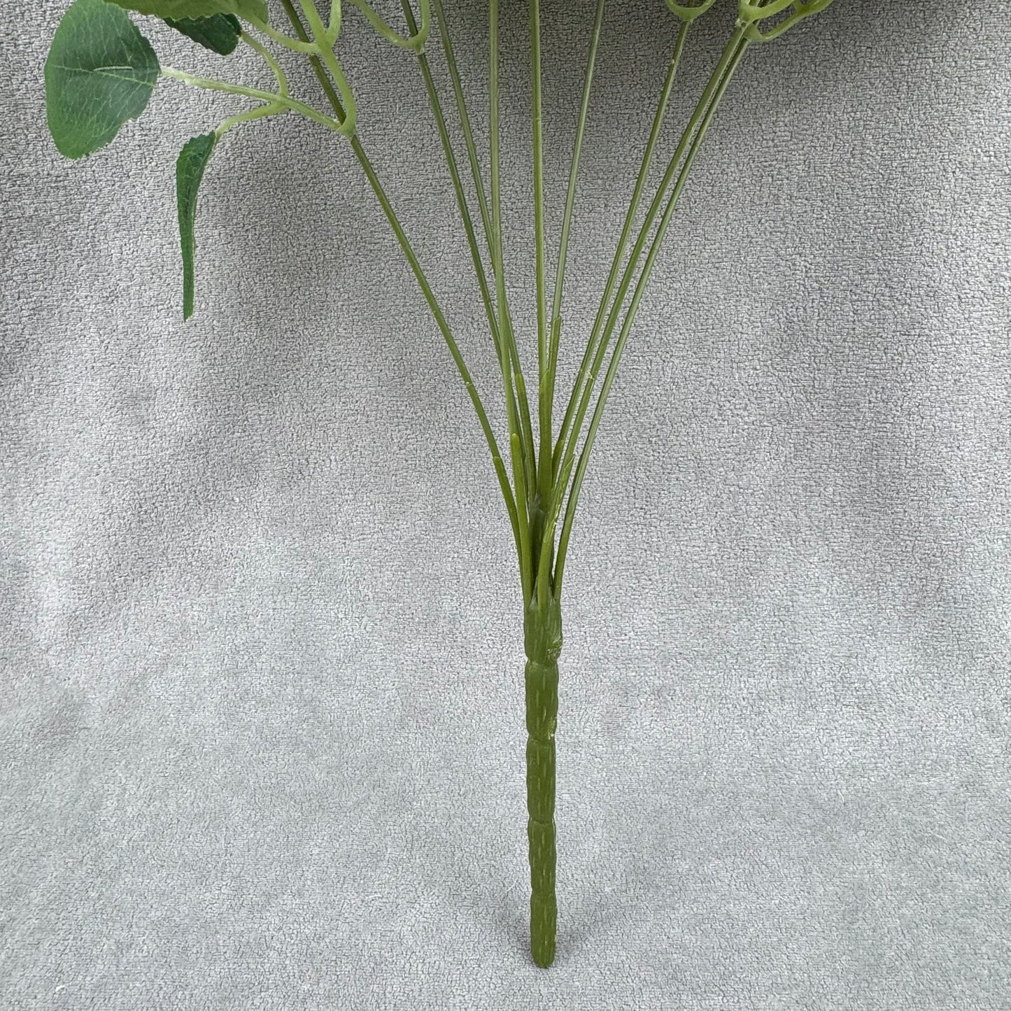 Ivory Silk Dream Empress Rose Bush - 9 Heads