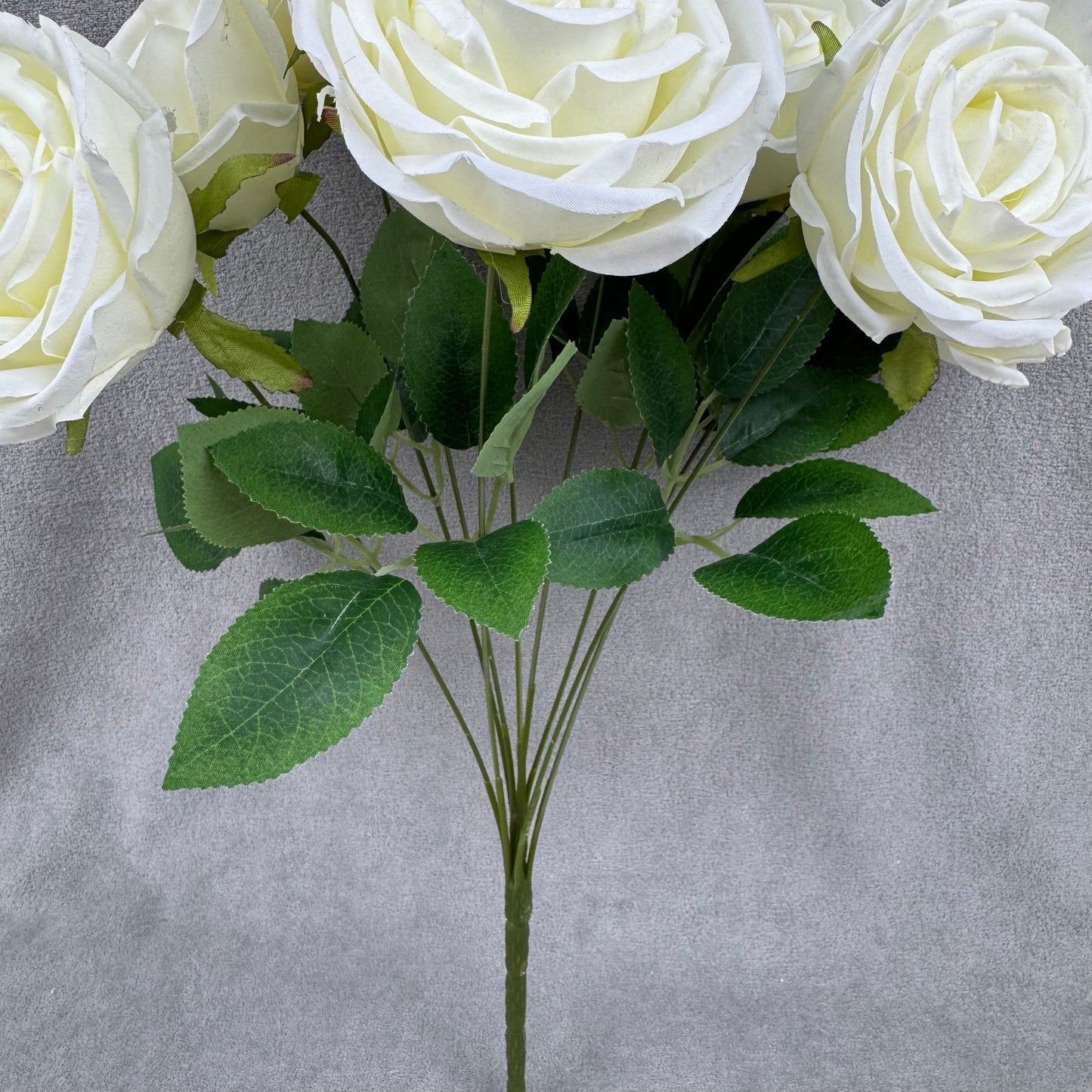 Ivory Silk Dream Empress Rose Bush - 9 Heads