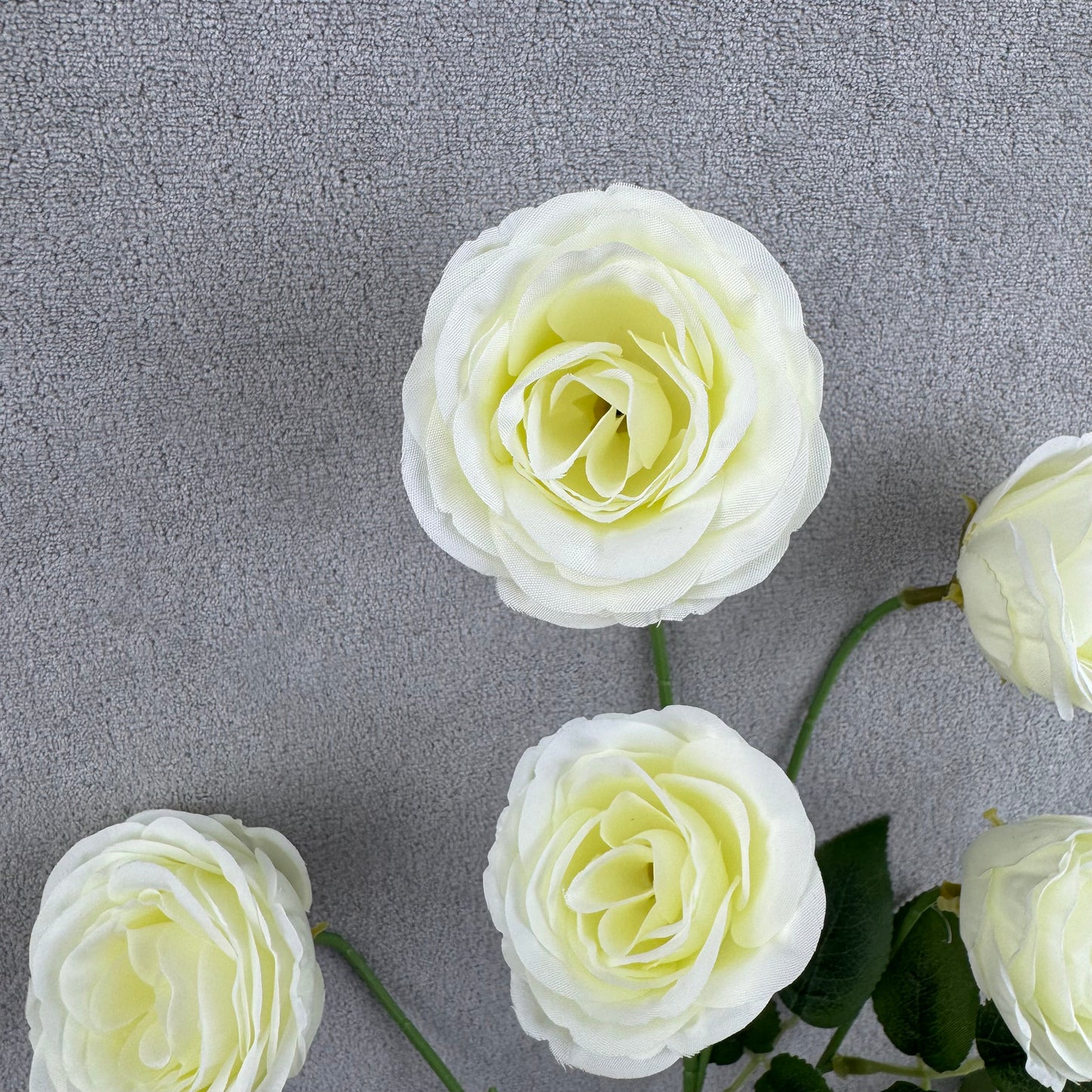 Ivory Silk Empress Rose Bush - 6 Heads