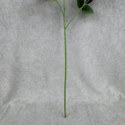 Ivory Silk Empress Rose Bush - 6 Heads