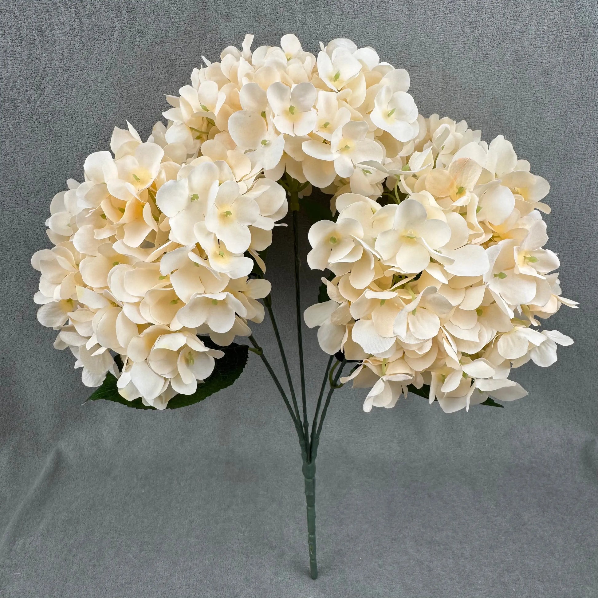 Champagne Silk French Hydrangea Bush - 5 Heads RosesHQ.com