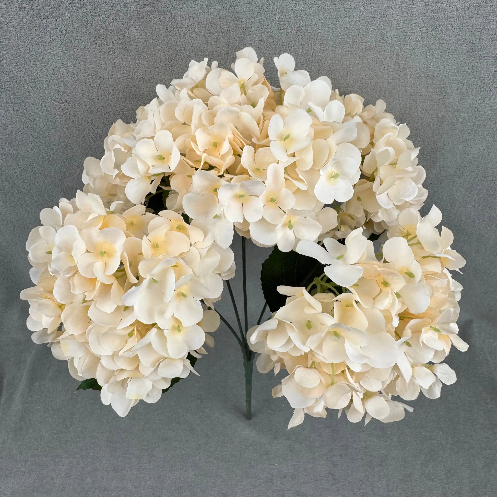Champagne Silk French Hydrangea Bush - 5 Heads RosesHQ.com