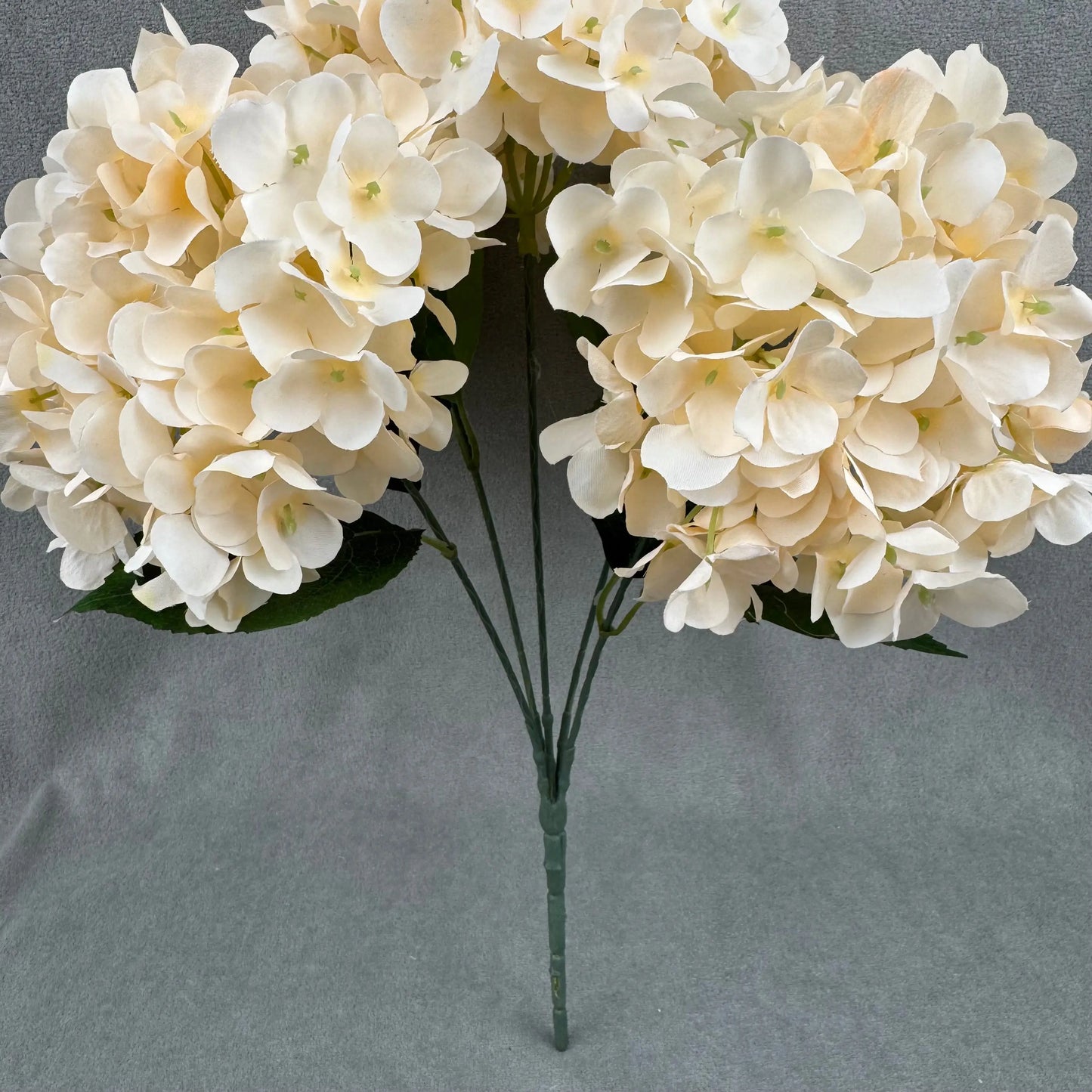 Champagne Silk French Hydrangea Bush - 5 Heads RosesHQ.com