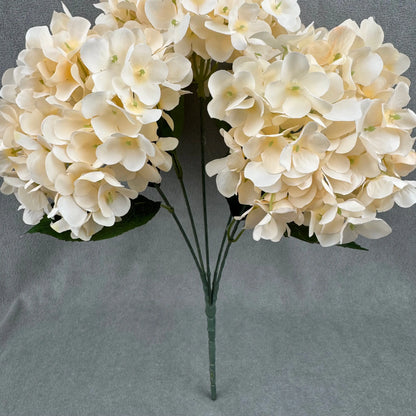 Champagne Silk French Hydrangea Bush - 5 Heads RosesHQ.com