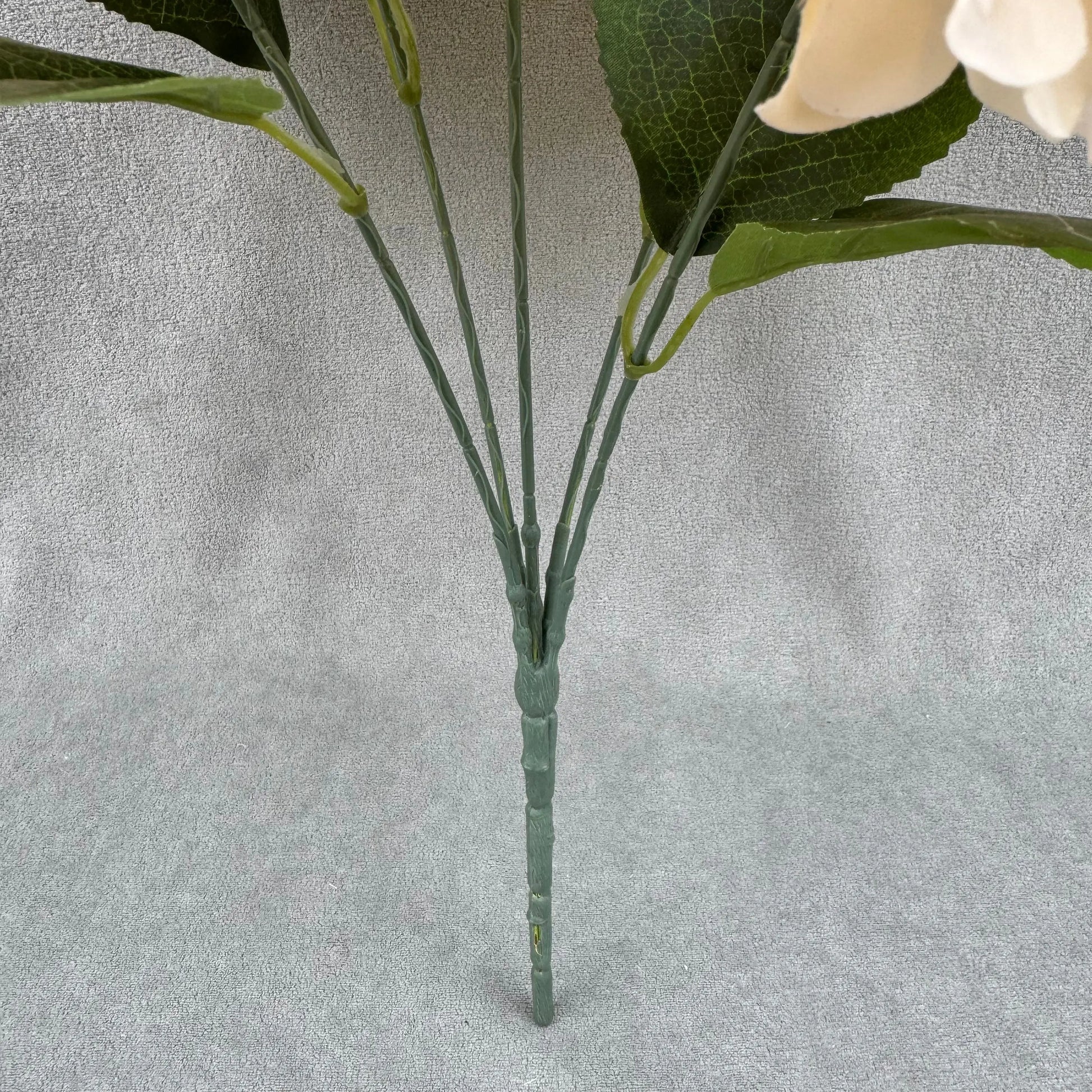 Champagne Silk French Hydrangea Bush - 5 Heads RosesHQ.com