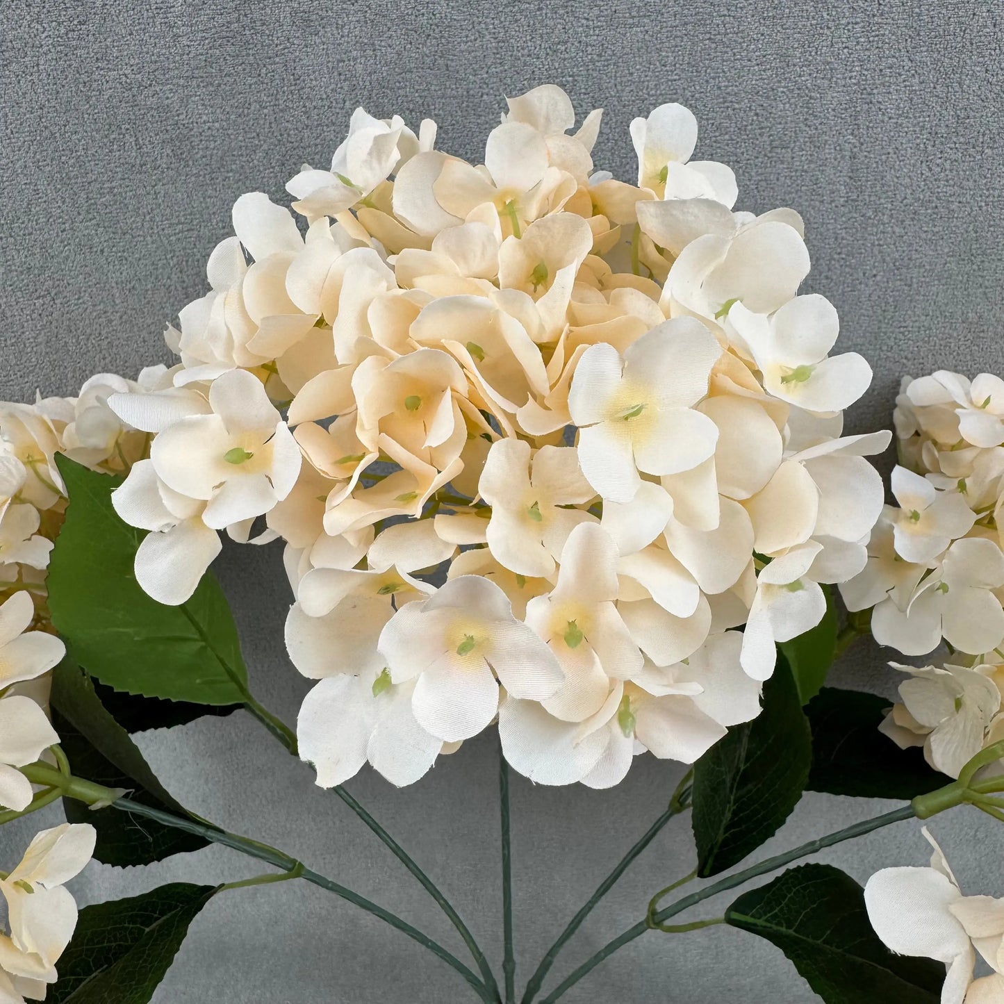 Champagne Silk French Hydrangea Bush - 5 Heads RosesHQ.com