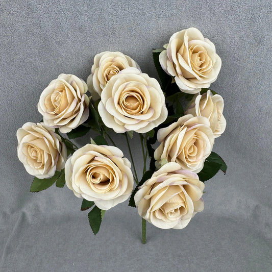 Champagne Silk Holland Rose Bush - 9 Heads RosesHQ.com